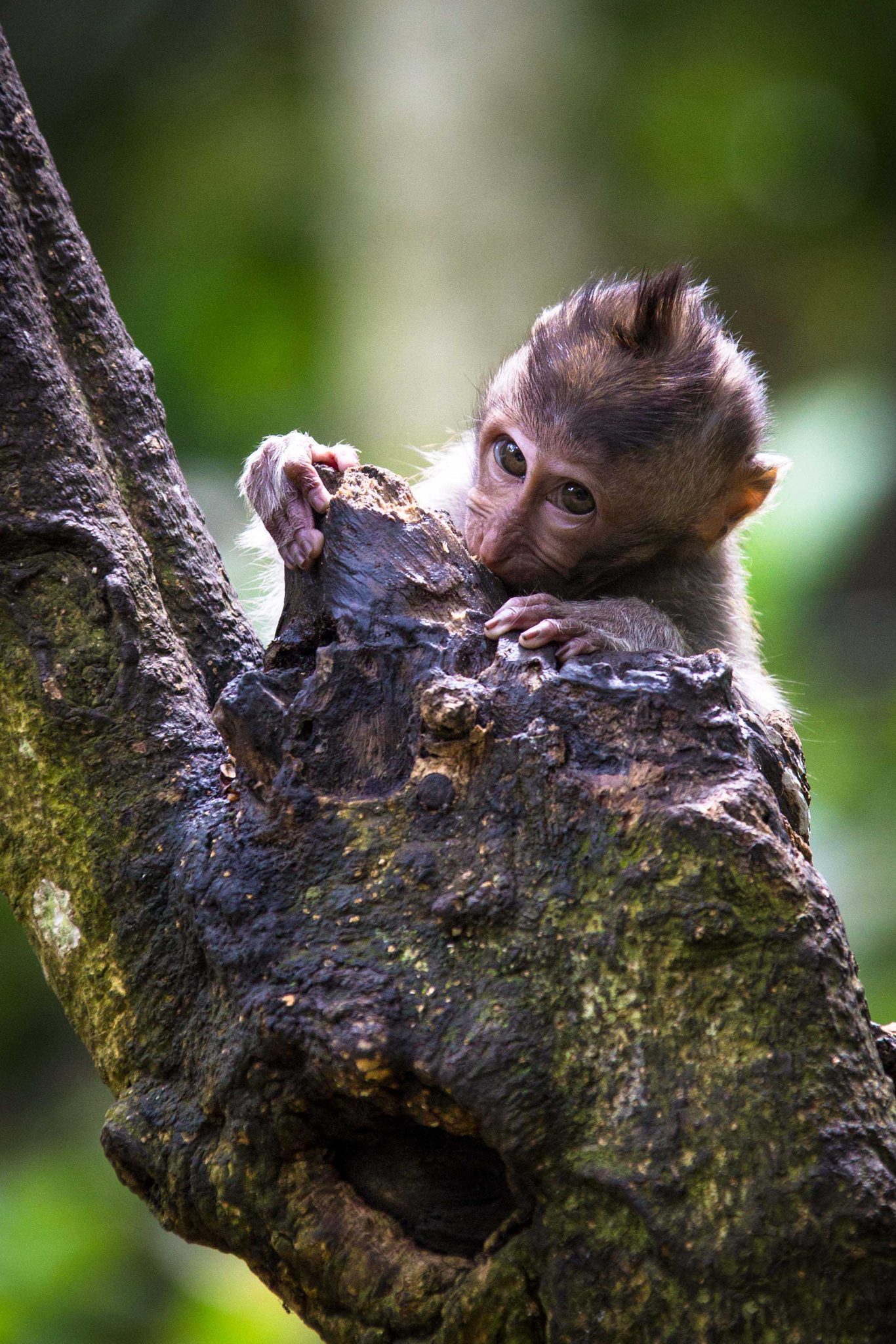 Baby, monkey, tree. Wildlife photograph by Jeremy Fratkin, finalist in the Shoot The Frame Wildlife photography award, December 2014