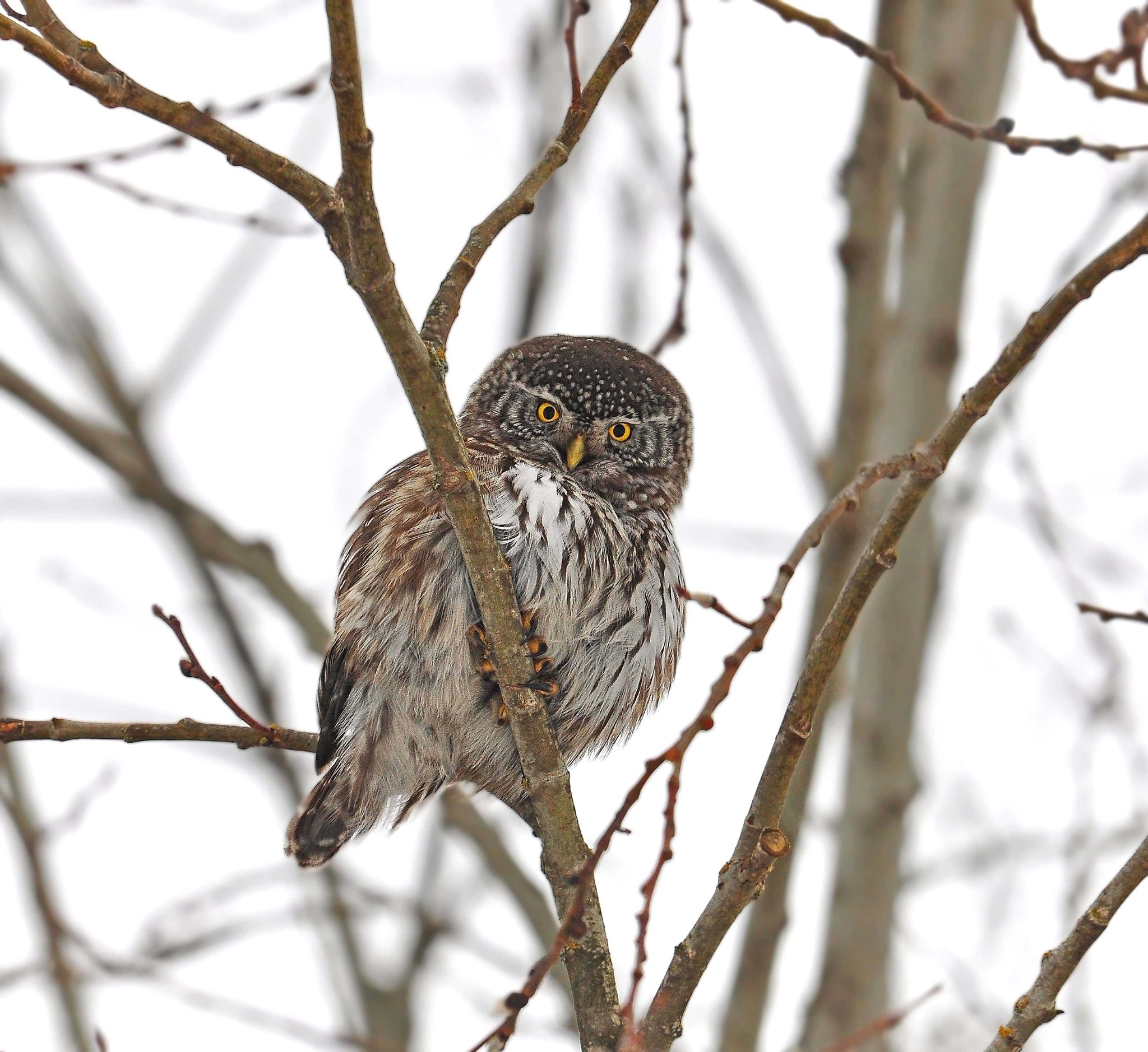 Owl, eyes, feather, trunk. Wildlife photograph by Sami Rahkonen, finalist in the Shoot The Frame Wildlife photography award, December 2014
