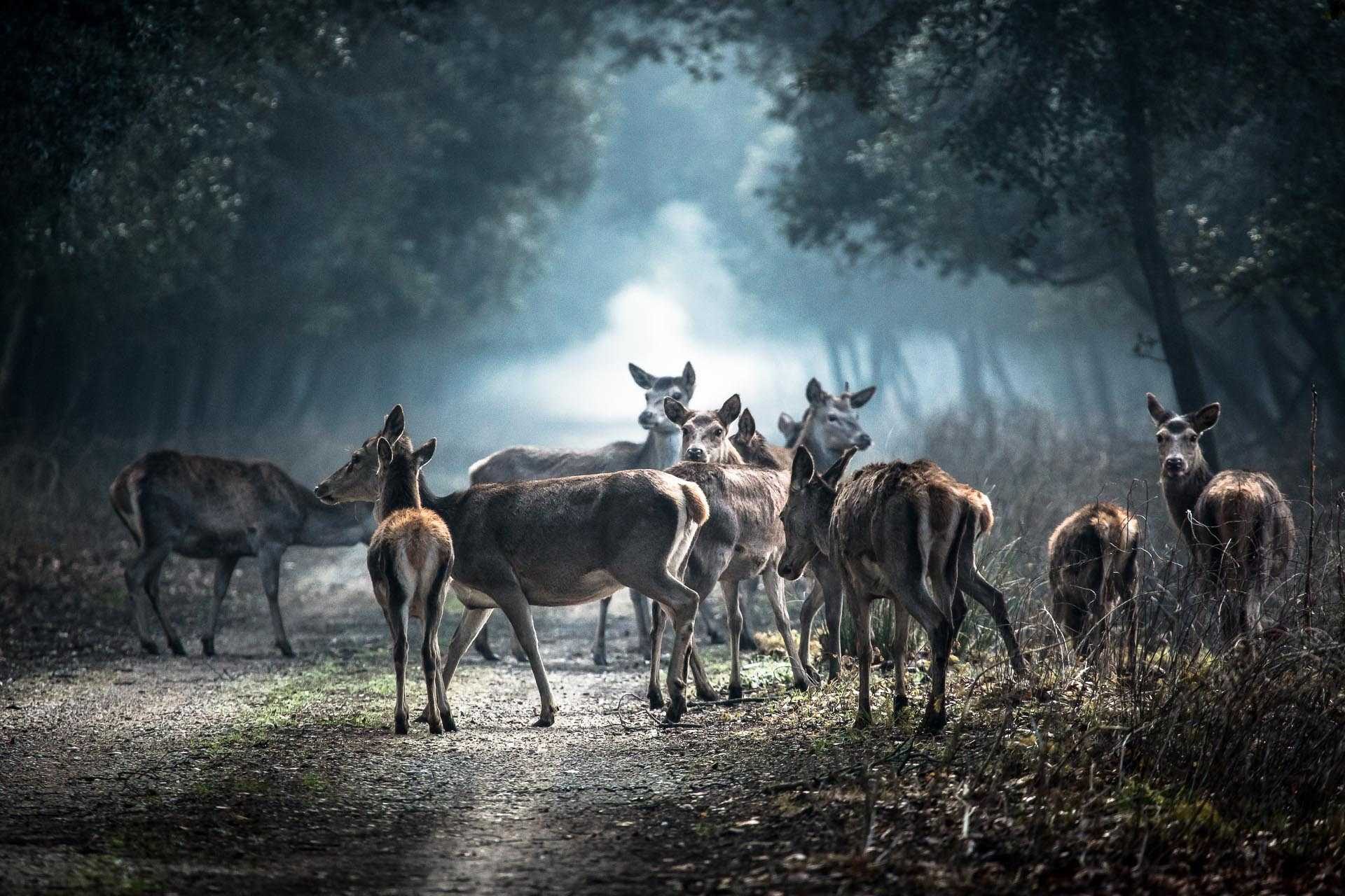 Deer, flocks. Wildlife photograph by Roberto Pieri, finalist in the Shoot The Frame Wildlife photography award, January 2015