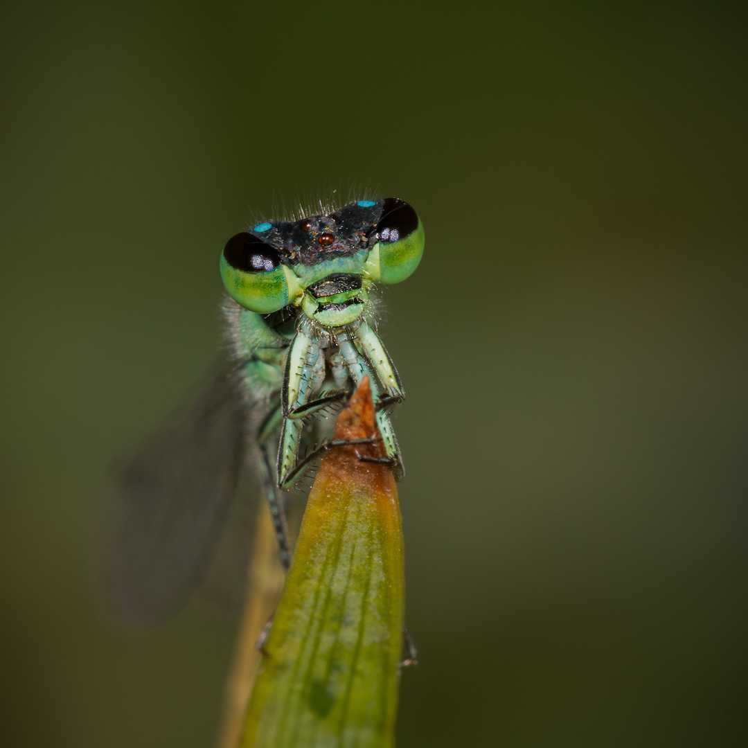 Fly, insects, green. Wildlife photograph by Teresa Nel, finalist in the Shoot The Frame Wildlife photography award, January 2015