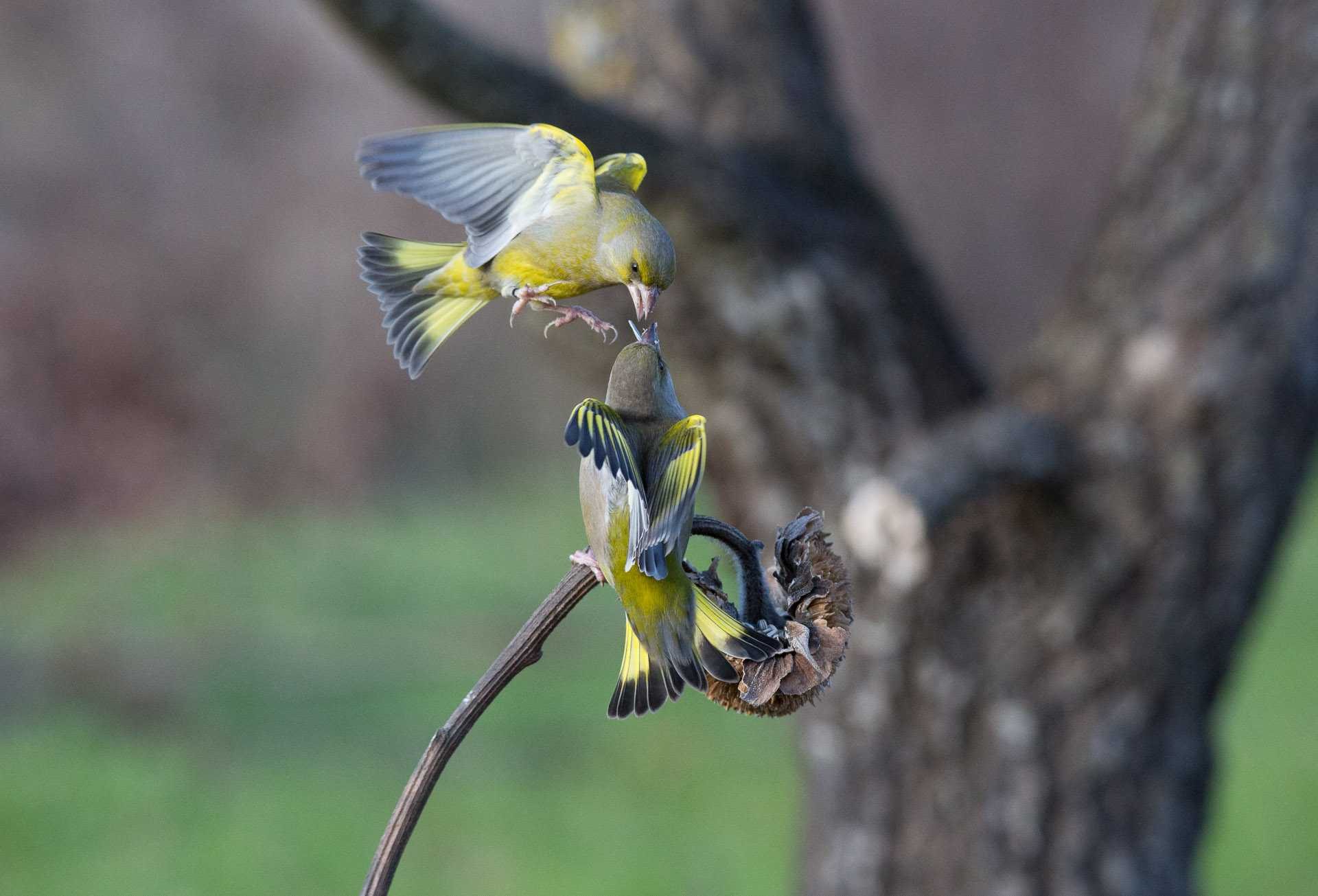 Bird, feathers, beak, fly. Wildlife photograph by Roberto Pieri, winner of the Shoot The Frame Wildlife photography award, January 2015