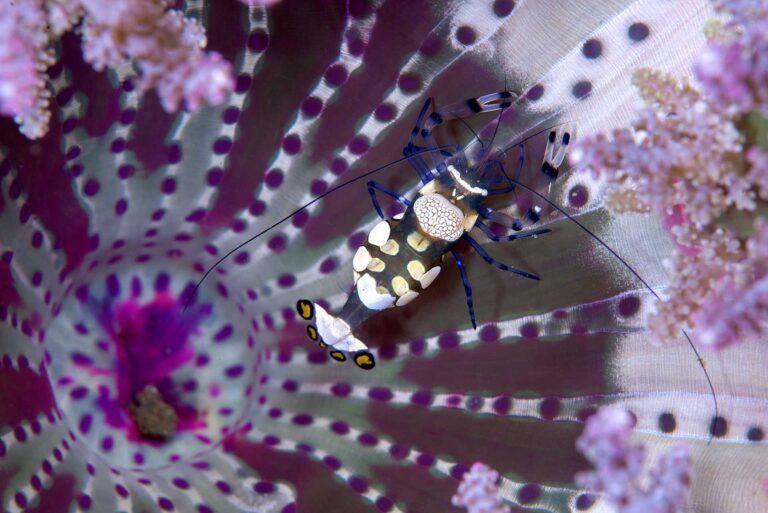Jelly fish, water, sting. Wildlife photograph by Constantinos Petrinos, finalist in the Shoot The Frame Wildlife photography award, February 2015