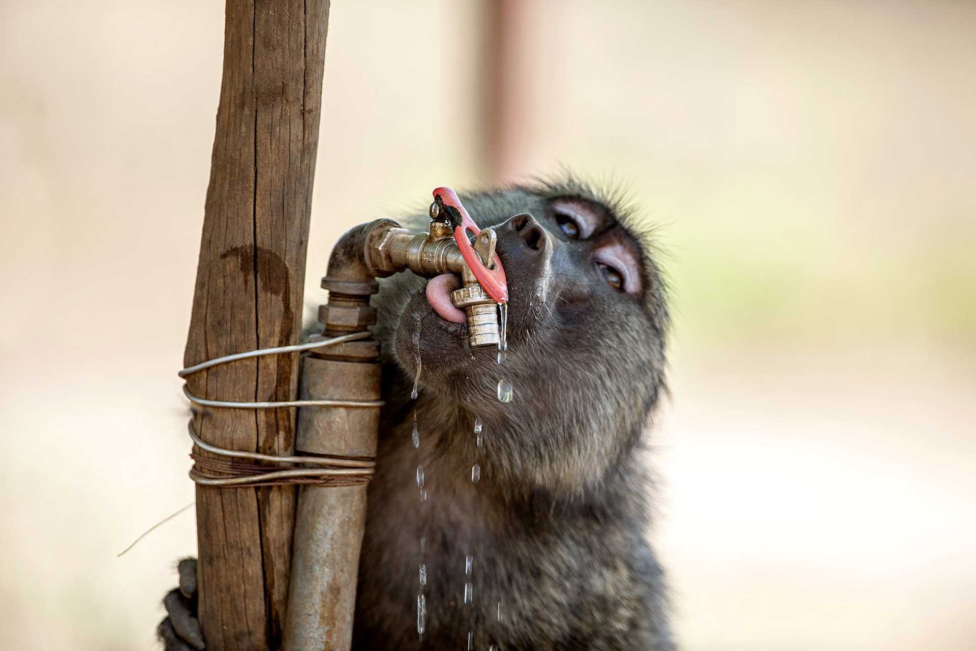 Monkey, faucet, water. Wildlife photograph by Constantinos Petrinos, finalist in the Shoot The Frame Wildlife photography award, February 2015