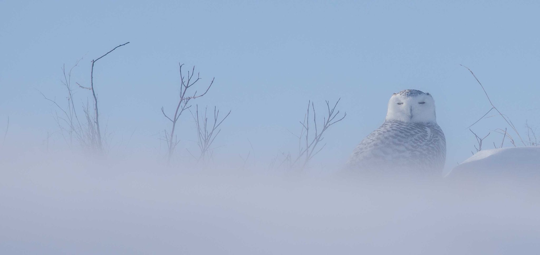 Owl, foggy, feathers. Wildlife photograph by Dominic Carbonneau, finalist in the Shoot The Frame Wildlife photography award, February 2015