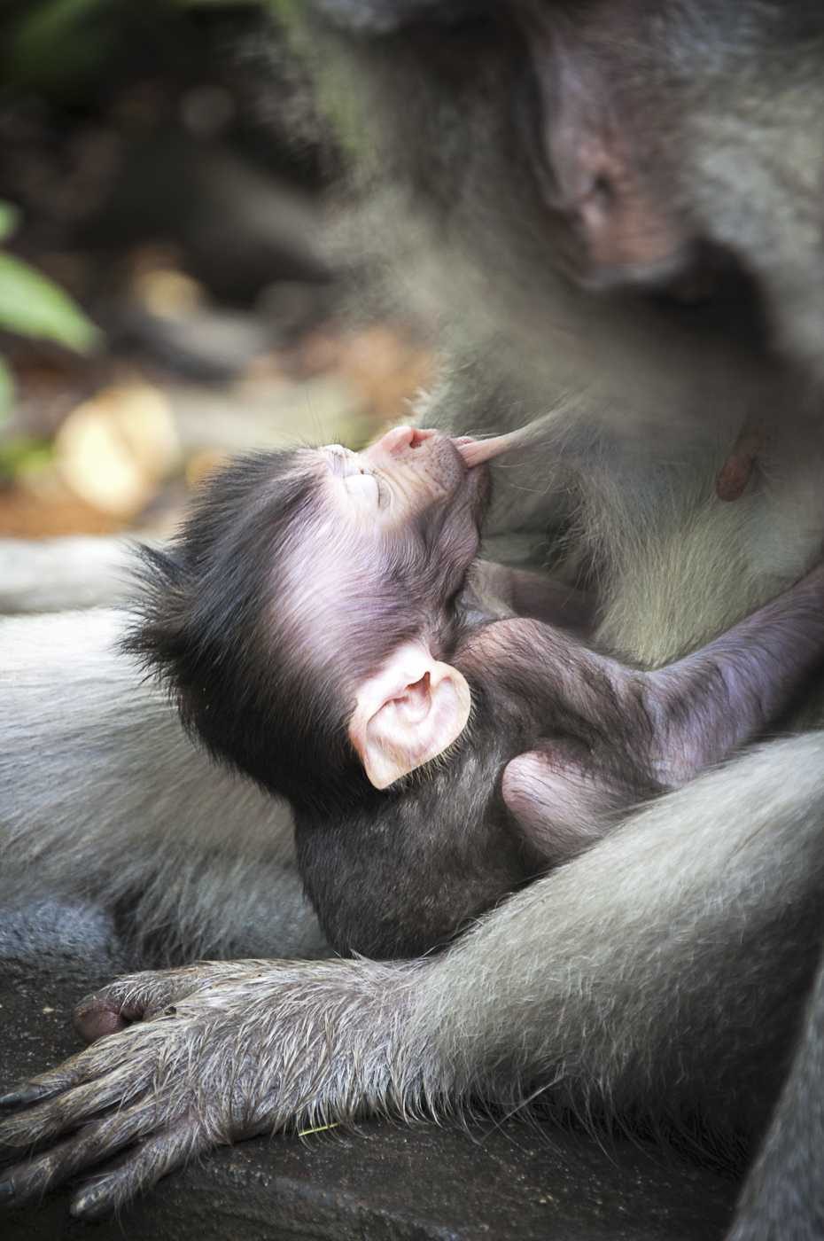 Monkey, baby, mammal, breasfeed. Wildlife photograph by Jeanette Hezso, finalist in the Shoot The Frame Wildlife photography award, February 2015