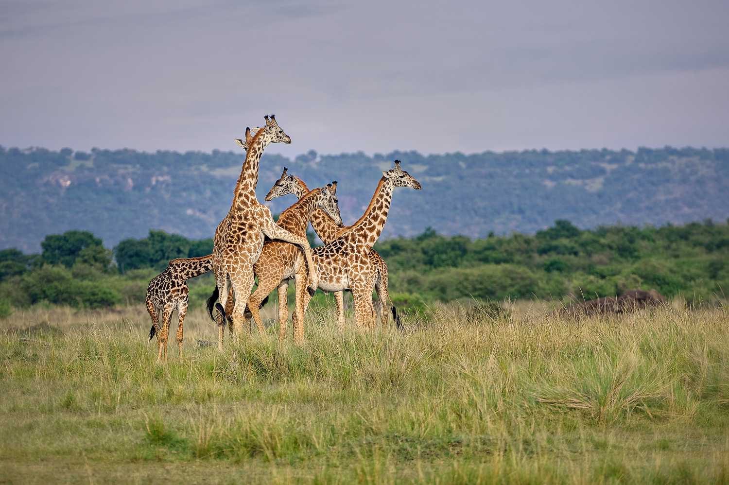 Giraffe, dots, long, neck. Wildlife photograph by Marja Schwartz, finalist in the Shoot The Frame Wildlife photography award, February 2015