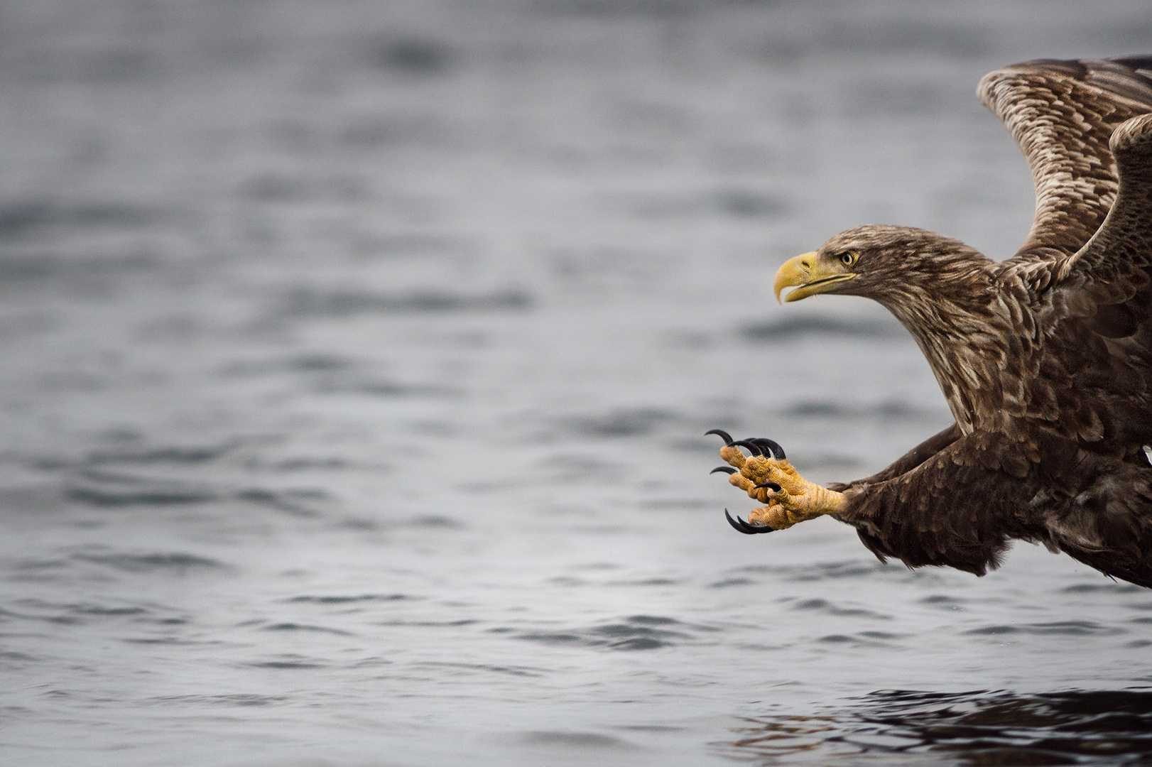 Bird, predaor, eagle, fly. Wildlife photograph by Teresa Nel, finalist in the Shoot The Frame Wildlife photography award, February 2015