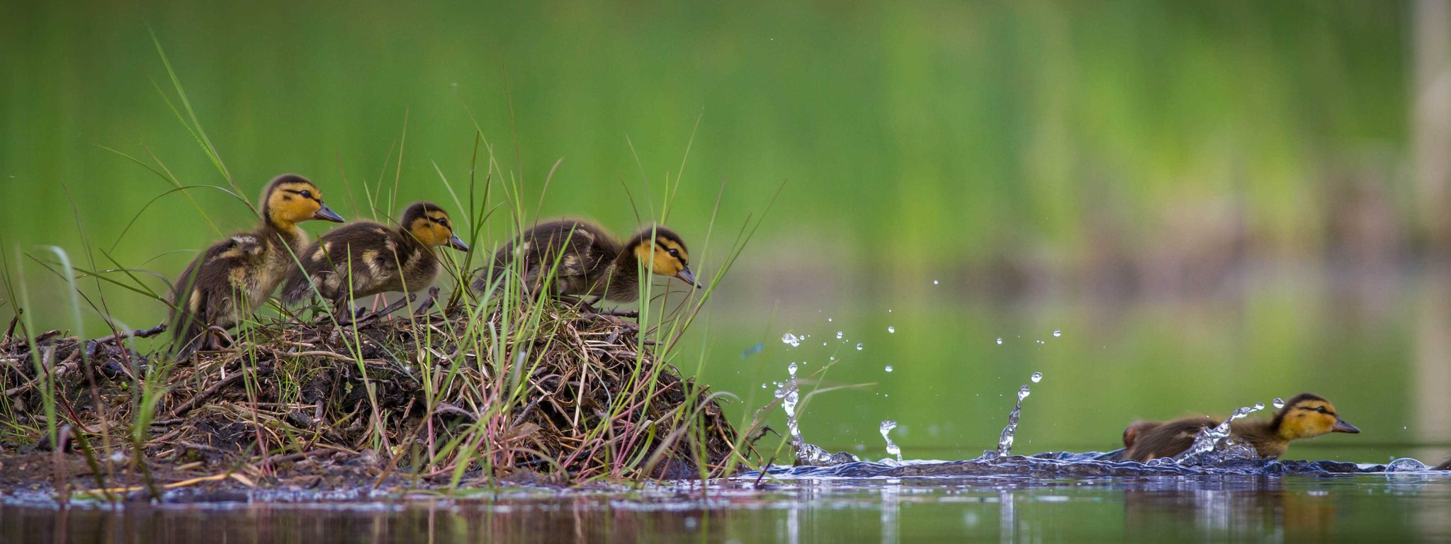 Chicks, baby, bird. Wildlife photograph by Alexandre Paiement, finalist in the Shoot The Frame Wildlife photography award, March 2015