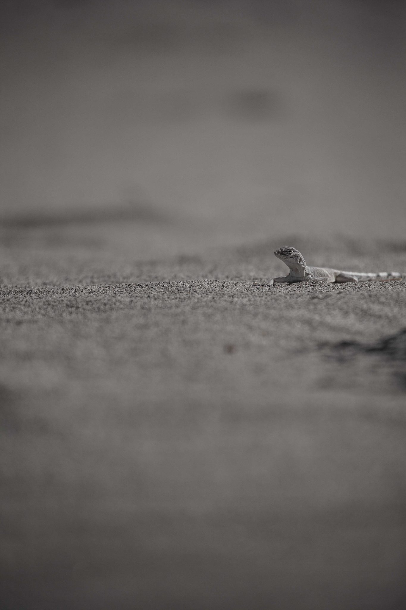 Reptiles, lizard, sand. Wildlife photograph by Brock Daves, finalist in the Shoot The Frame Wildlife photography award, March 2015
