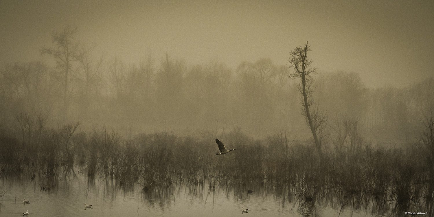 Fog, blurry, trees. Wildlife photograph by Nevia Cashwell, finalist in the Shoot The Frame Wildlife photography award, March 2015