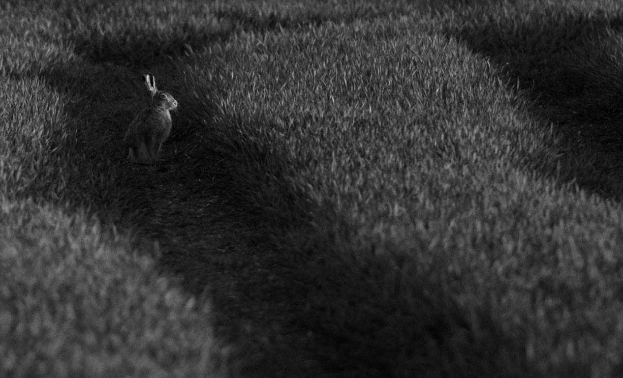 Rabbit, ears. Wildlife photograph by Danny Stuart Adcock, finalist in the Shoot The Frame Wildlife photography award, April 2015
