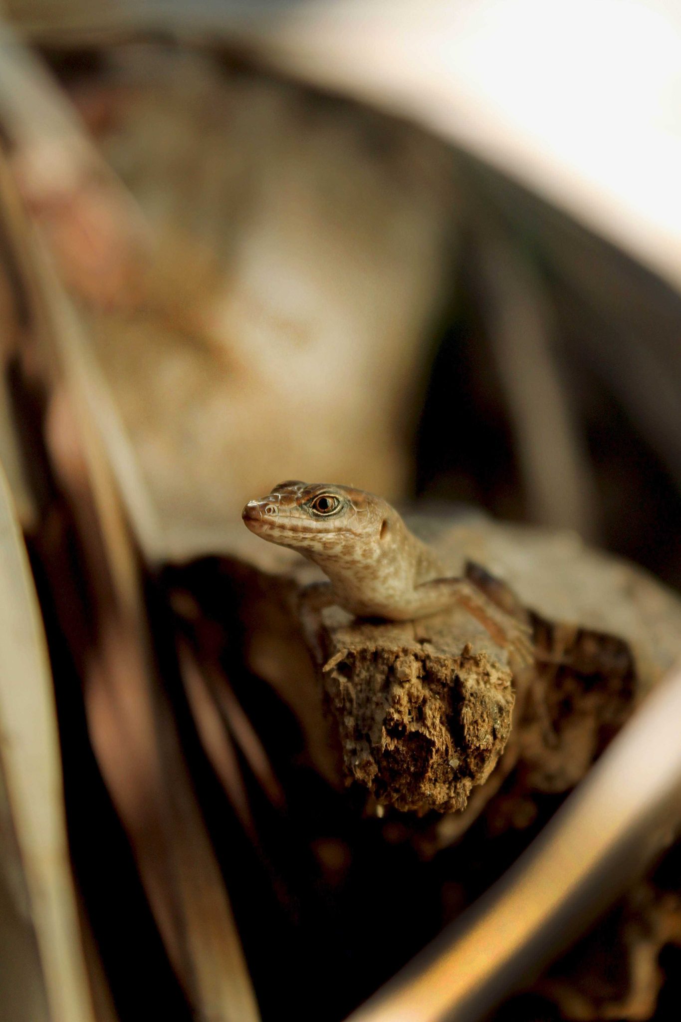 Lizards, reptiles. Wildlife photograph by Stephanie Manuel, finalist in the Shoot The Frame Wildlife photography award, April 2015