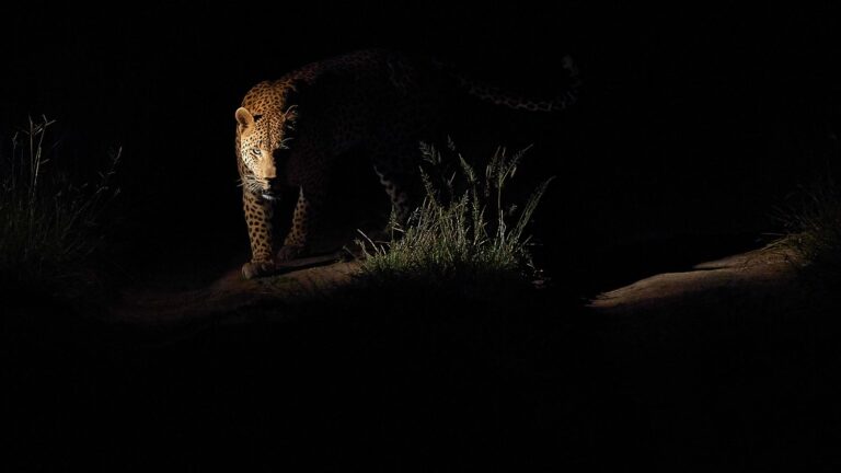Cheetah, dark. Wildlife photograph by Joseph Anthony, finalist in the Shoot The Frame Wildlife photography award, May 2015