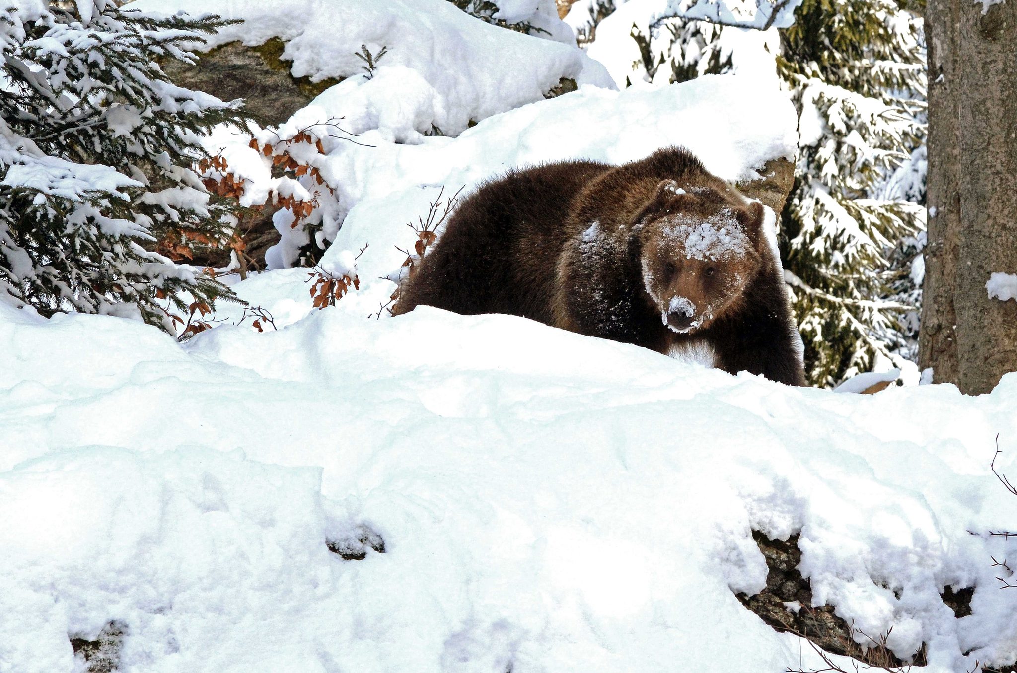 Bear, snow, forest. Wildlife photograph by Linda Manzaneque, finalist in the Shoot The Frame Wildlife photography award, May 2015