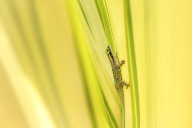 Reptiles, lizard, leaf. Wildlife photograph by Stephanie Manuel, finalist in the Shoot The Frame Wildlife photography award, June 2015