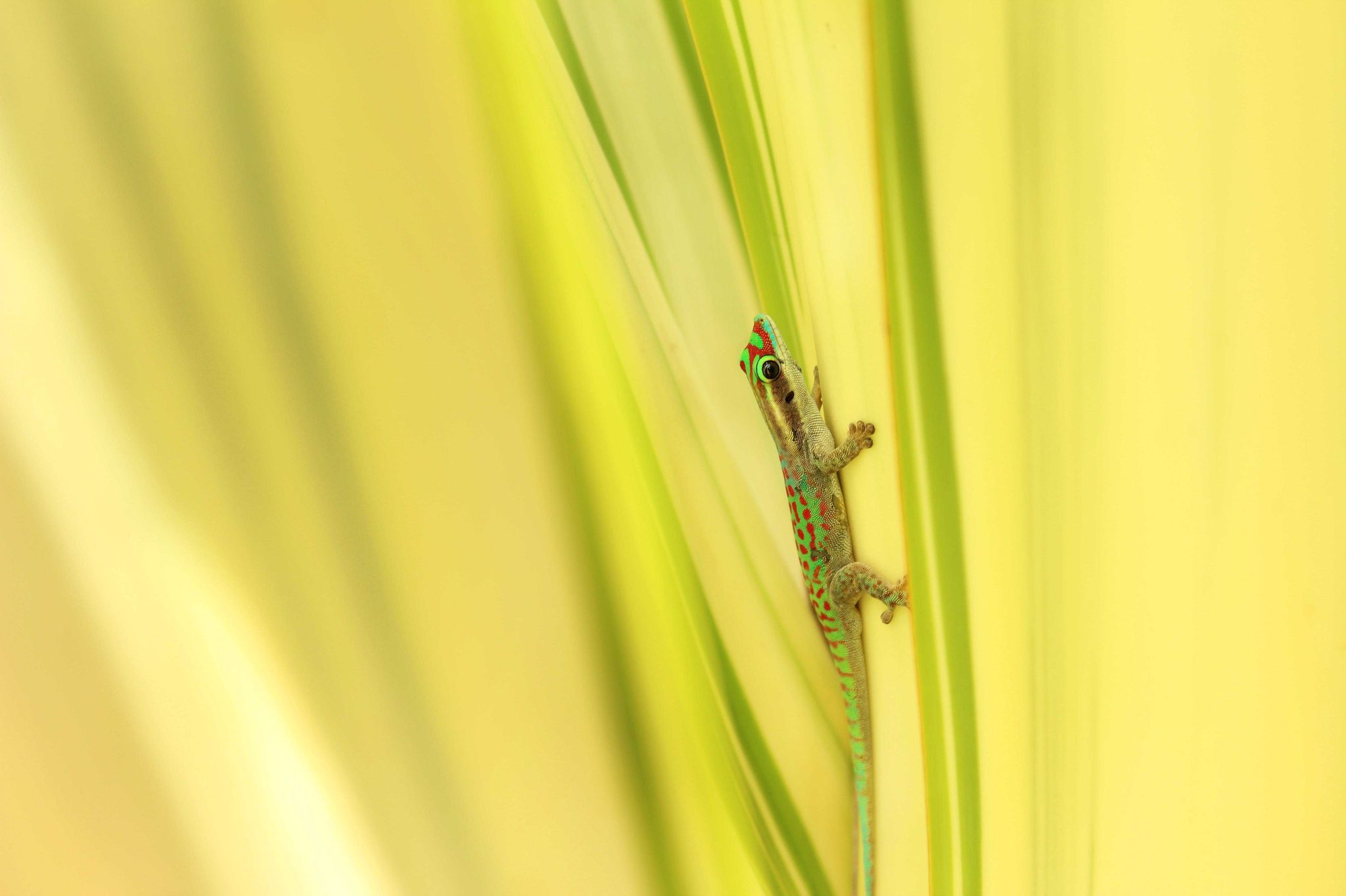 Reptiles, lizard, leaf. Wildlife photograph by Stephanie Manuel, finalist in the Shoot The Frame Wildlife photography award, June 2015