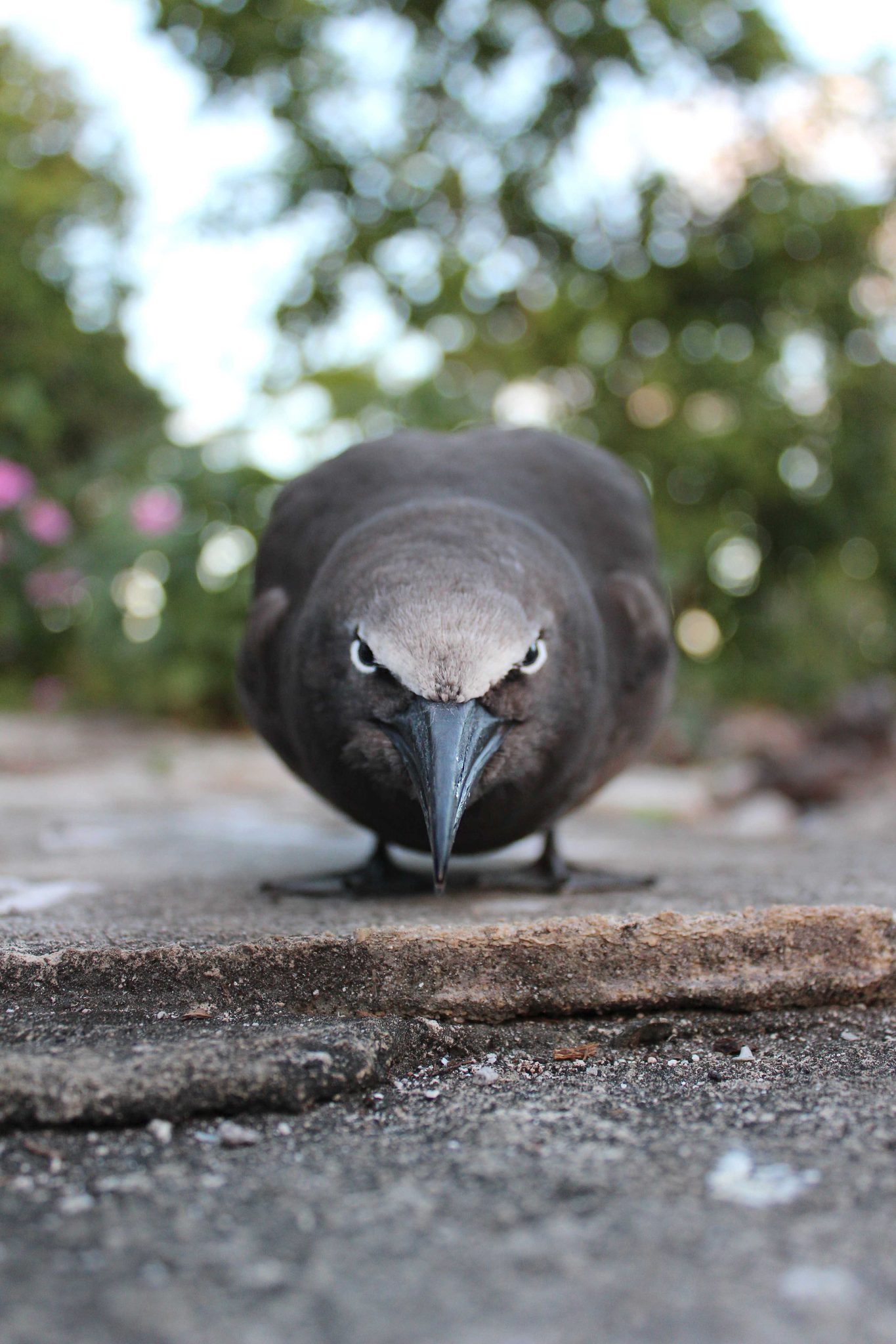 Fierce, beak, bird. Wildlife photograph by Stephanie Manuel, finalist in the Shoot The Frame Wildlife photography award, July 2015