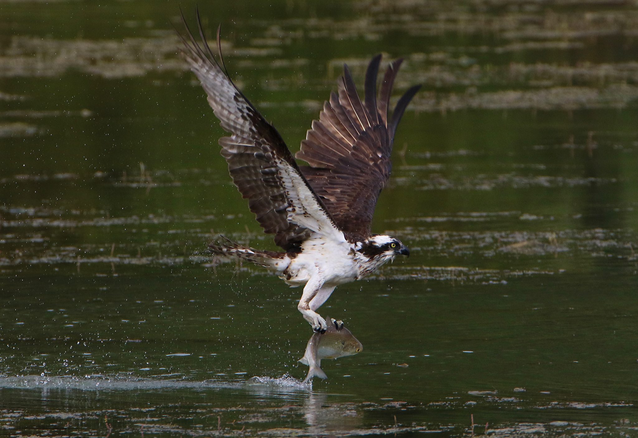 Hawk, bird, claws, fish. Wildlife photograph by Sherry Moyer, winner of the Shoot The Frame Wildlife photography award, September 2015