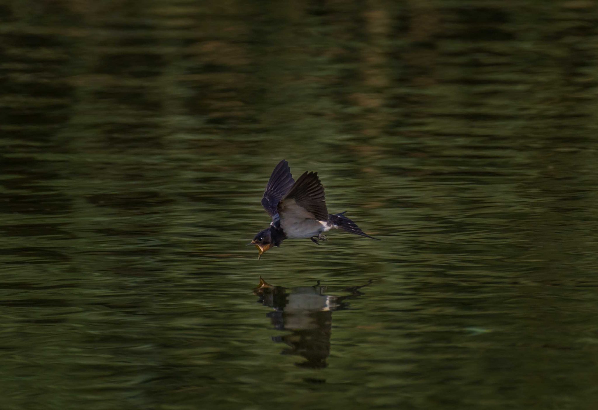Bird, flying, wings. Wildlife photograph by Omar Al-Sayed, finalist in the Shoot The Frame Wildlife photography award, November 2015