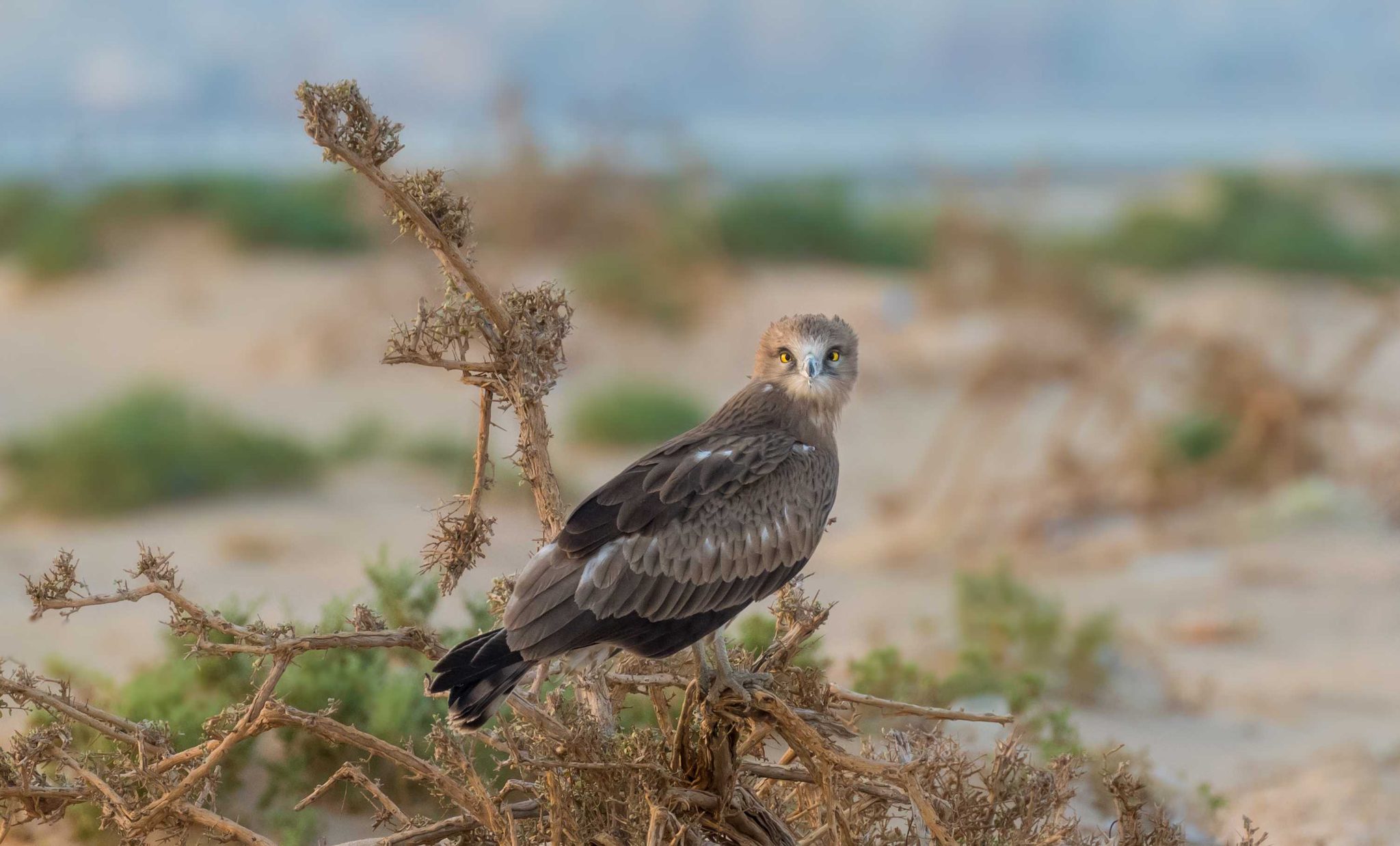 Bird, branches. Wildlife photograph by Omar Al-Sayed, finalist in the Shoot The Frame Wildlife photography award, November 2015