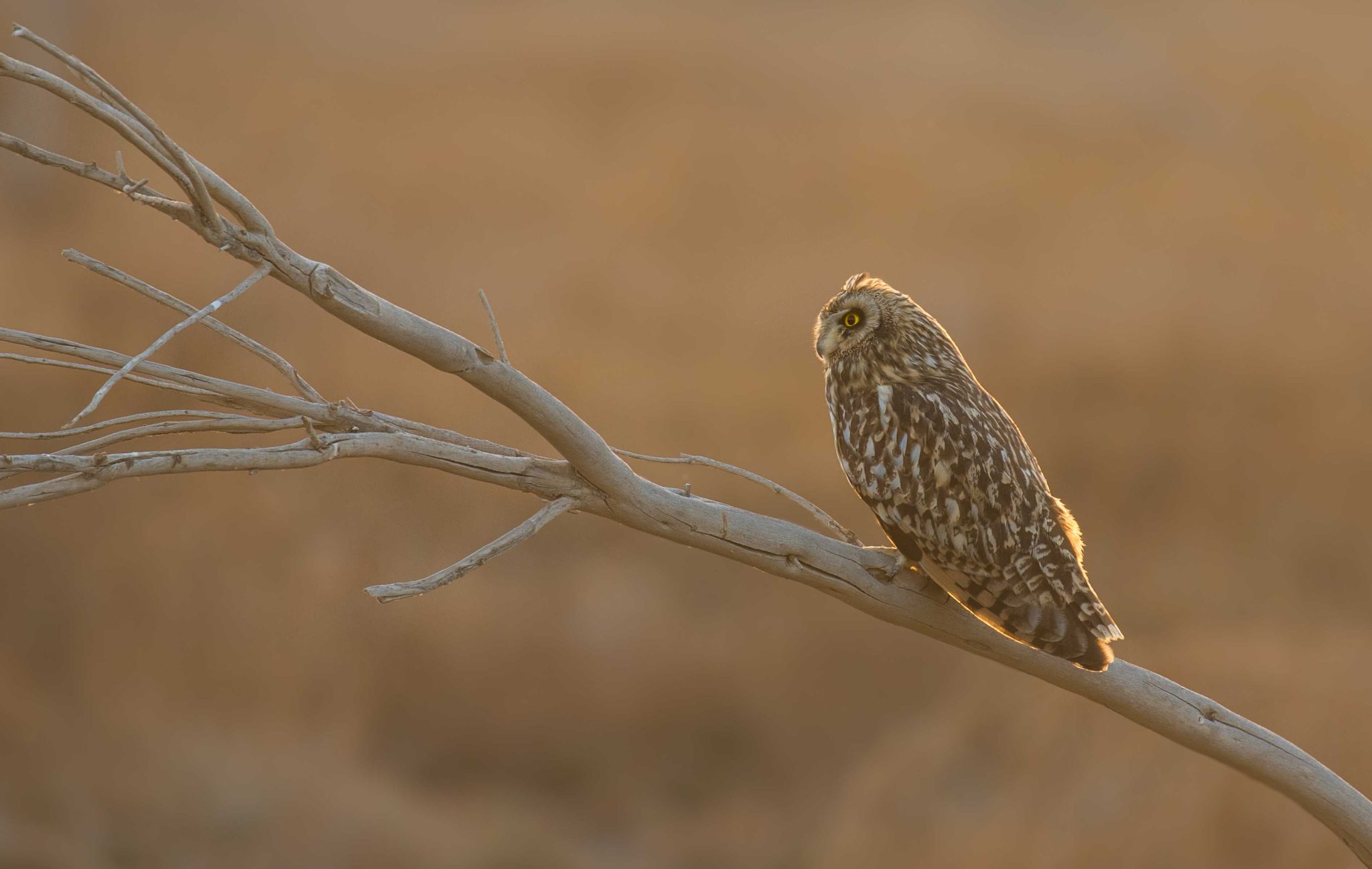 Owl, bird, branch. Wildlife photograph by Omar Al-Sayed, finalist in the Shoot The Frame Wildlife photography award, November 2015