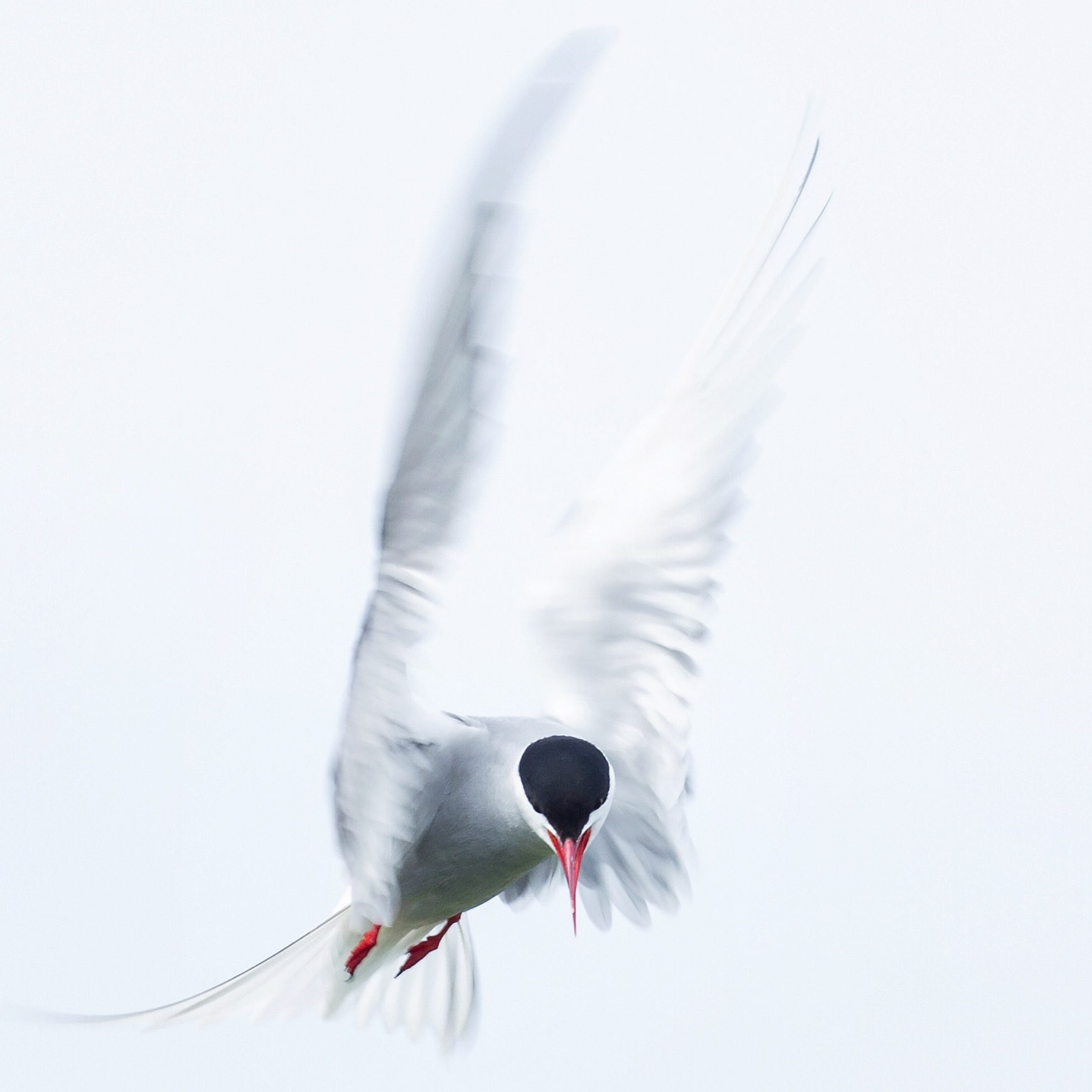 Bird, white, beak, flying. Wildlife photograph by Denise Cochrane, winner of the Shoot The Frame Wildlife photography award, November 2015