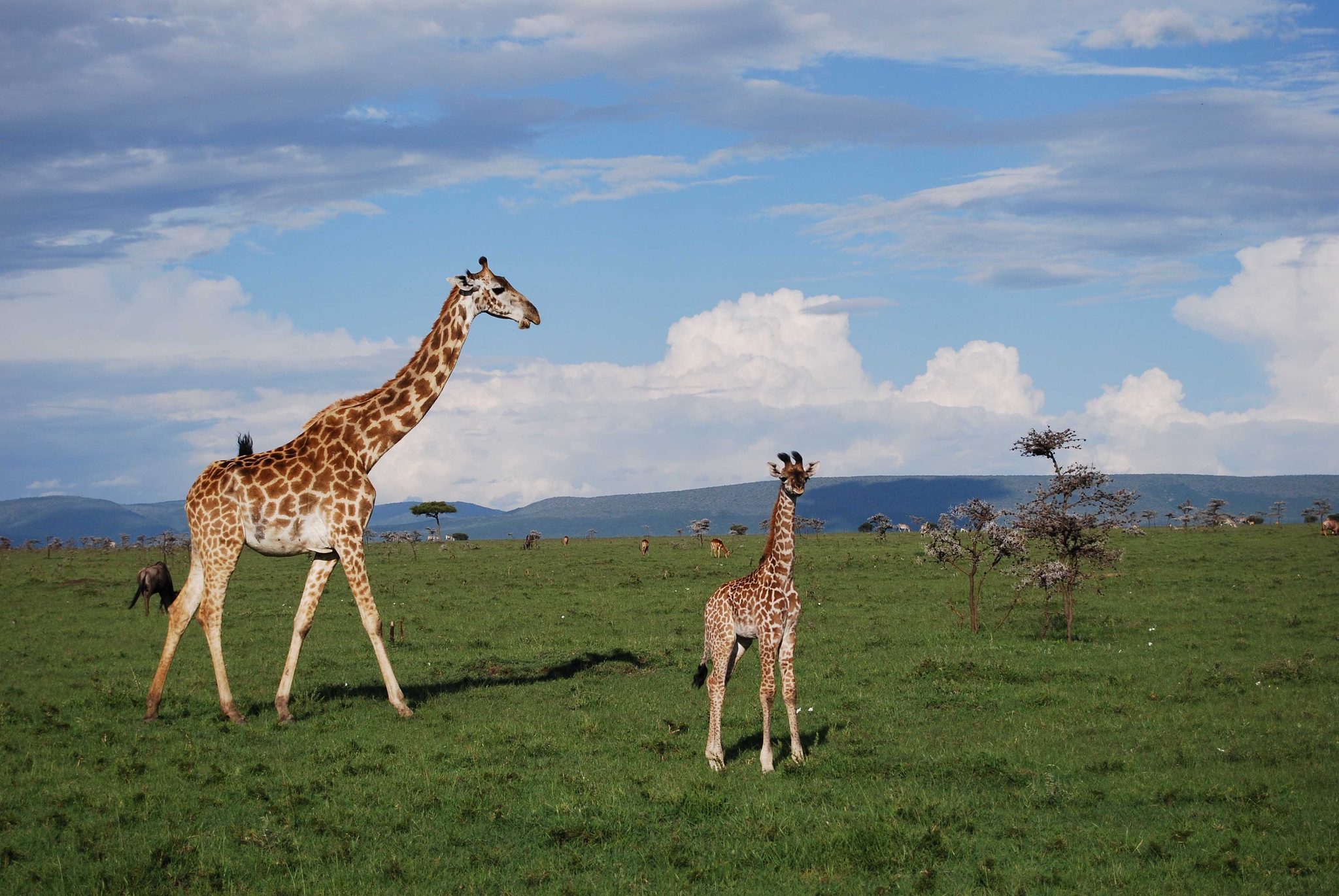 Giraffe. Wildlife photograph by Dilan Bozer, finalist in the Shoot The Frame Wildlife photography award, December 2015