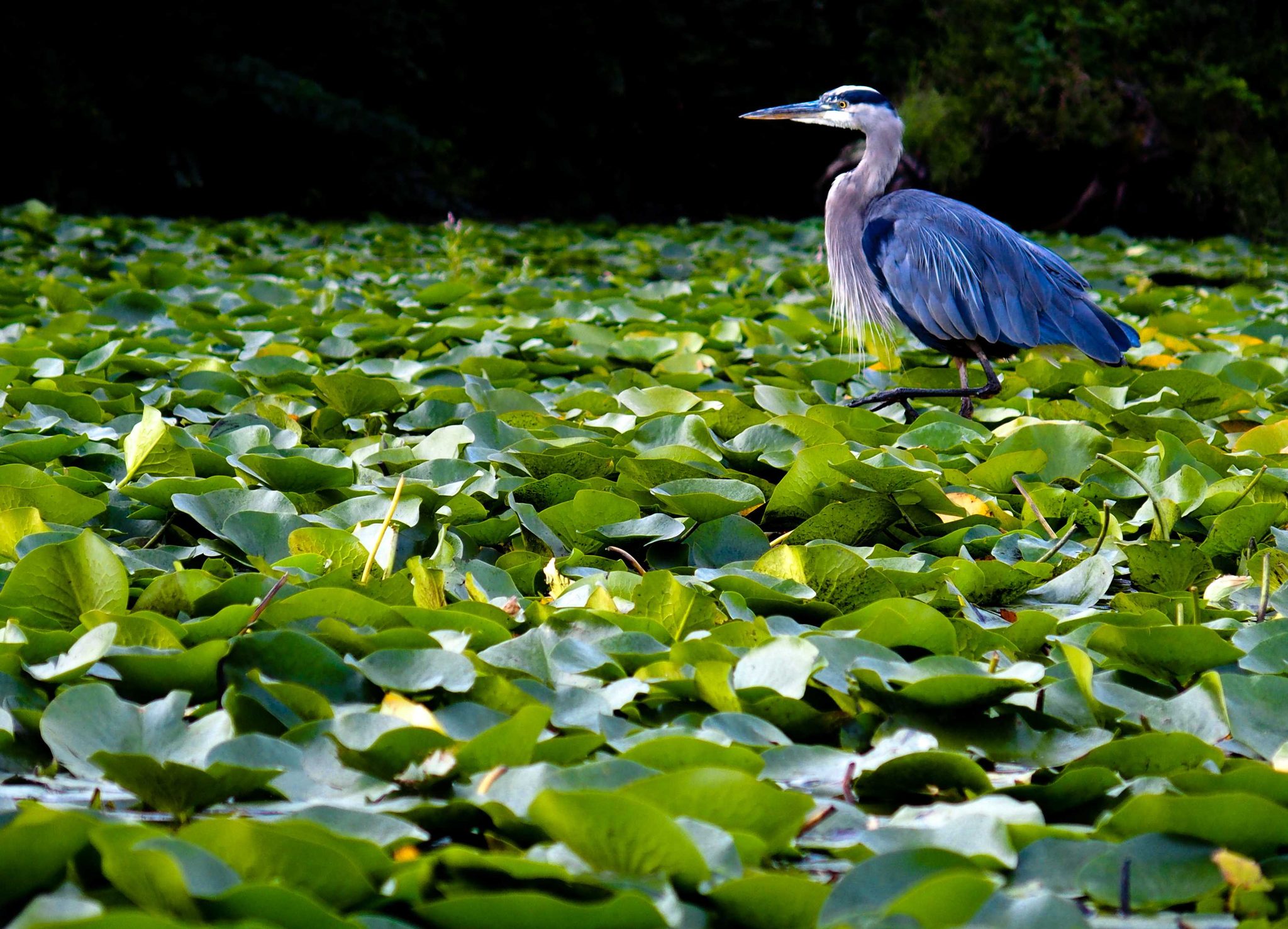 Green, bird. Wildlife photograph by Michael Gabbert, finalist in the Shoot The Frame Wildlife photography award, December 2015