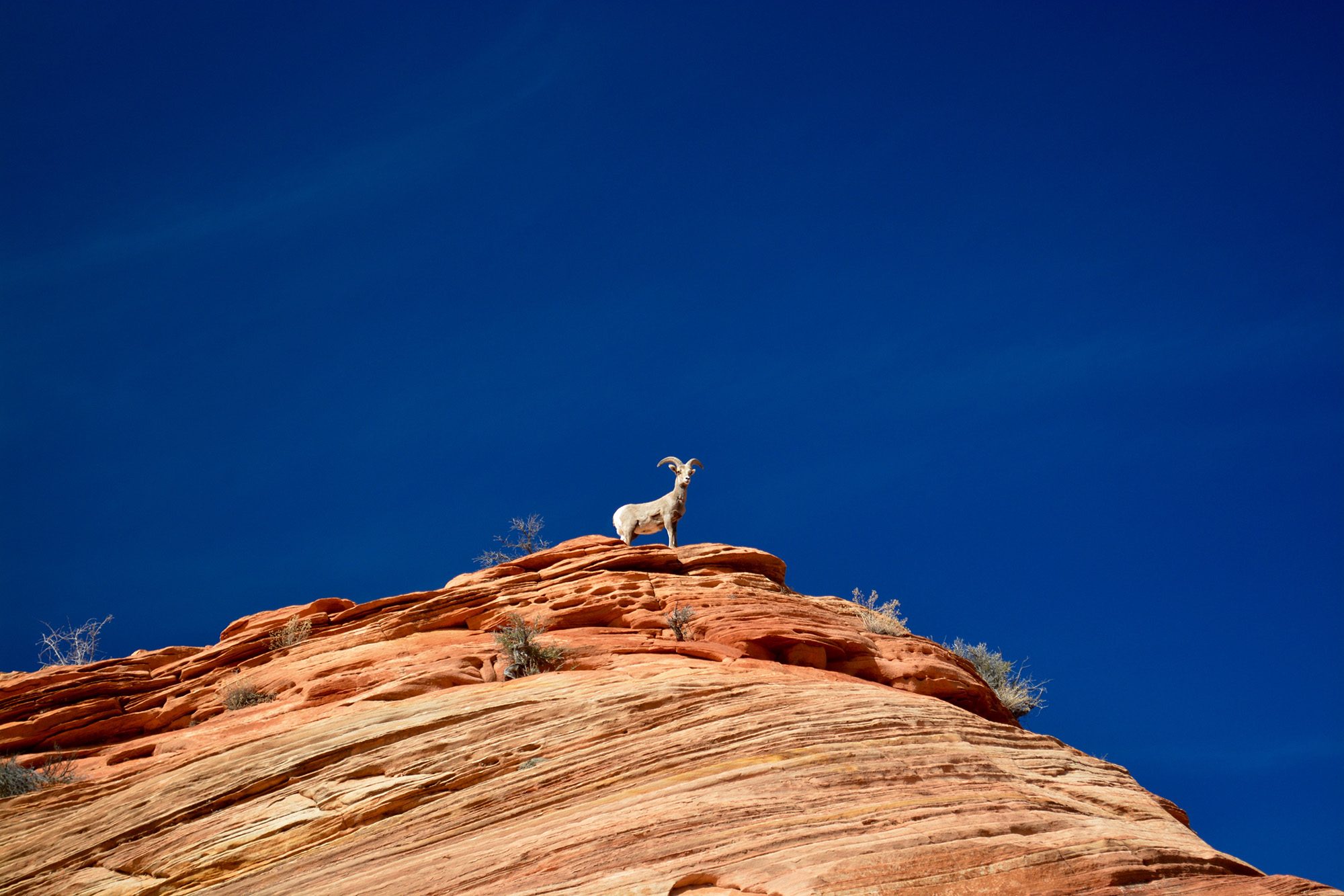 Top, hills, horn. Wildlife photograph by Chieh-Ju Chao, winner of the Shoot The Frame Wildlife photography award, December 2015