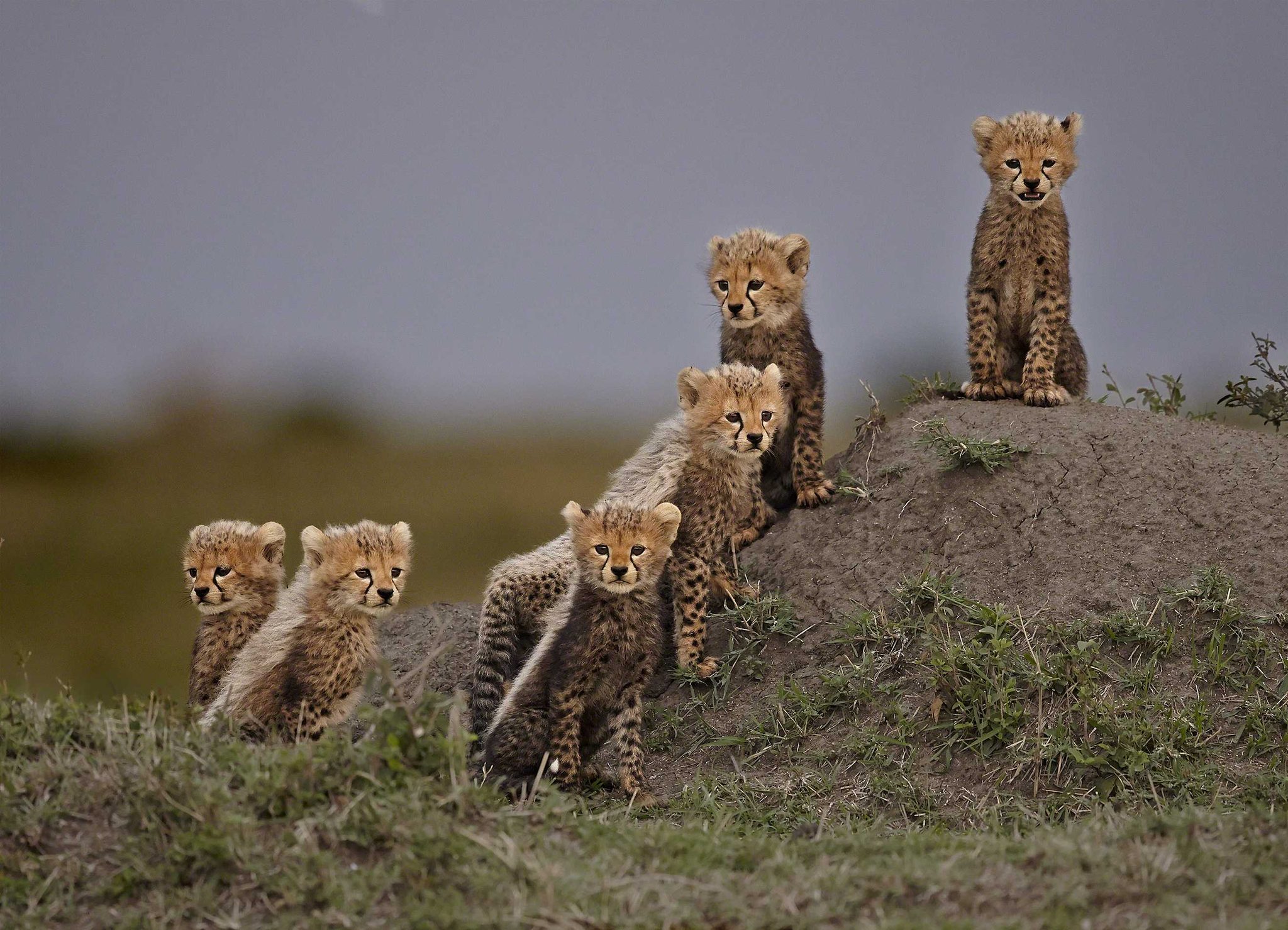 Baby, cub, cheetah. Wildlife photograph by Andy Howe, finalist in the Shoot The Frame Wildlife photography award, January 2016