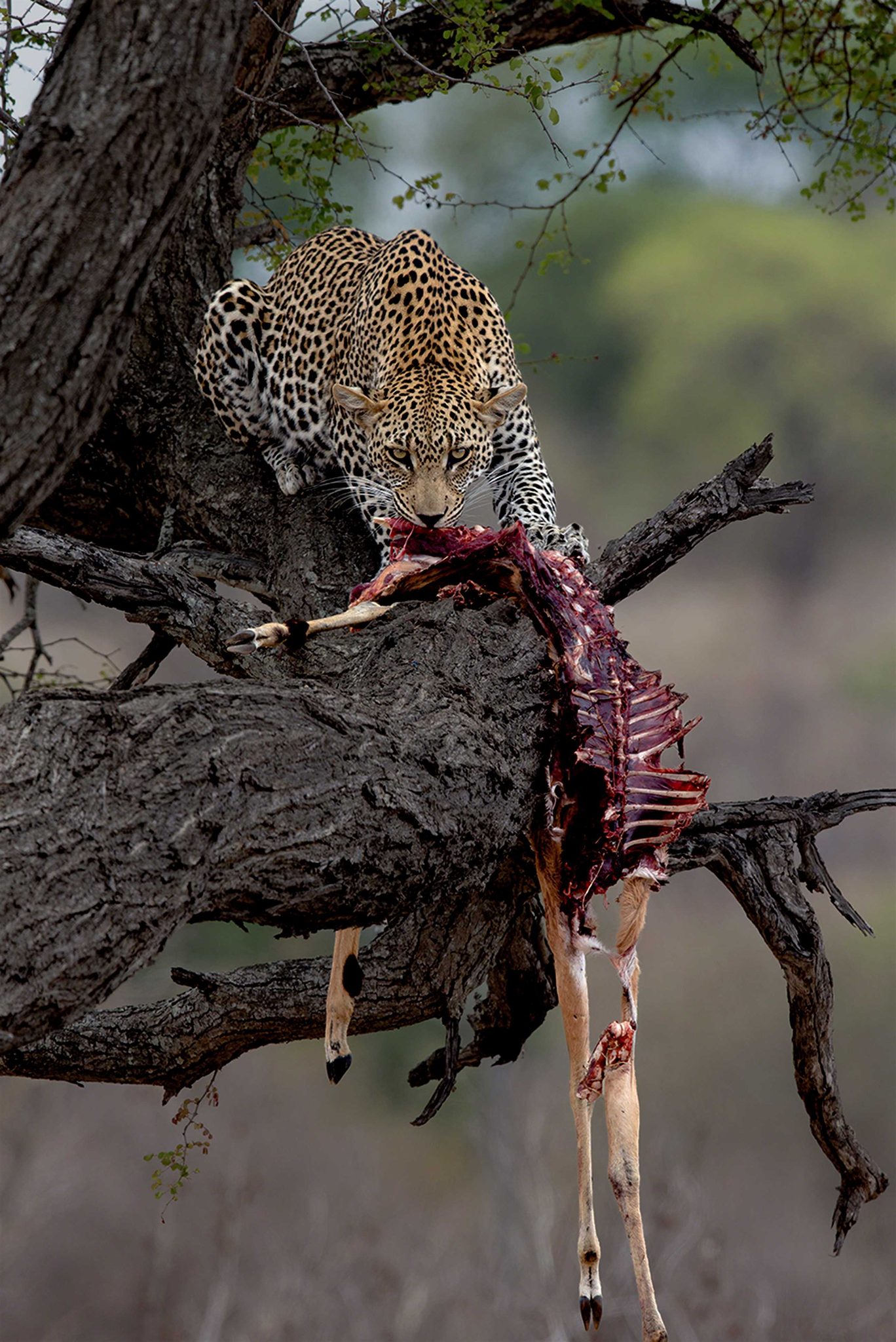 Cheetah, branch, tree. Wildlife photograph by Andy Howe, finalist in the Shoot The Frame Wildlife photography award, January 2016