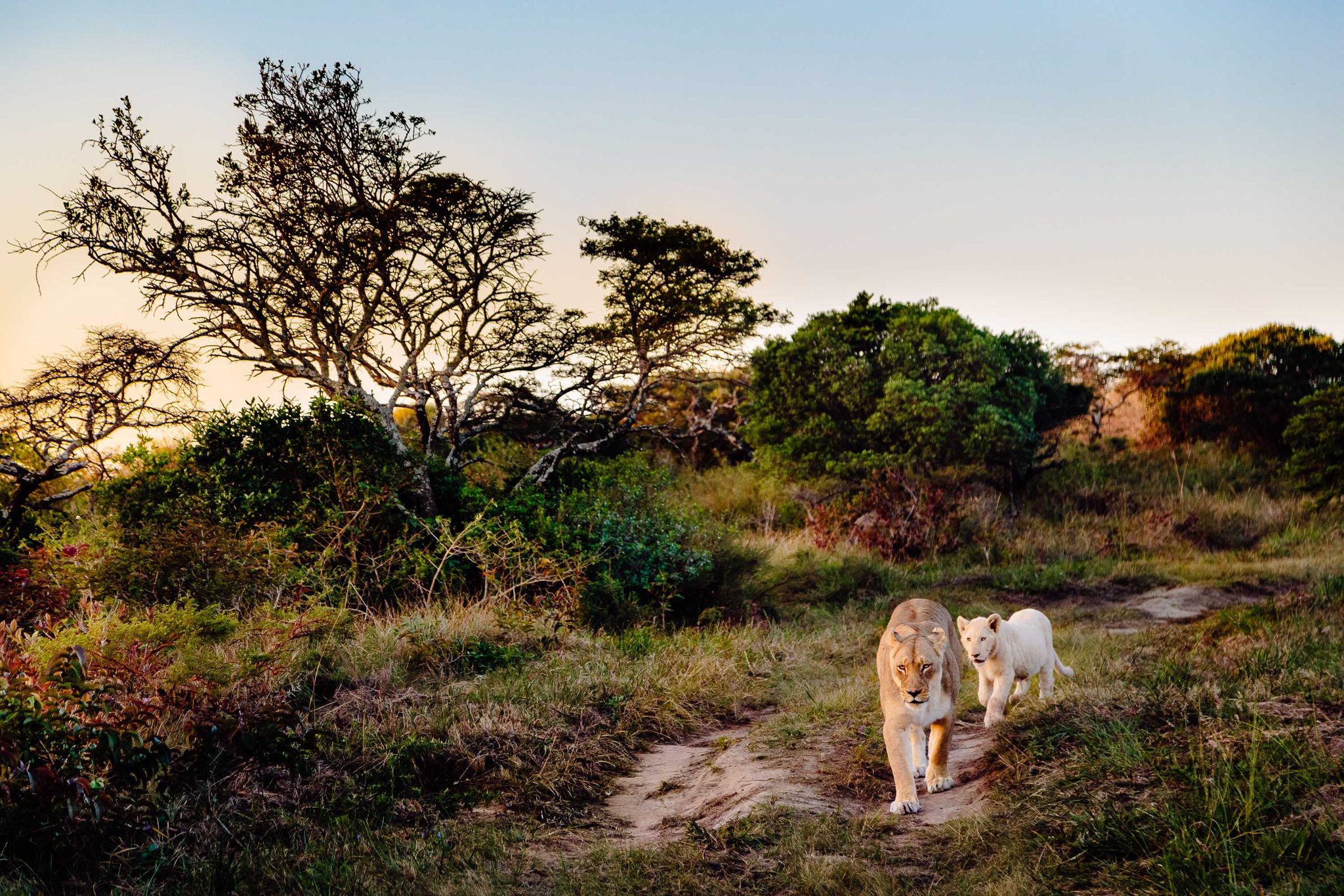 Lion, wild, king. Wildlife photograph by Philip Nix, finalist in the Shoot The Frame Wildlife photography award, January 2016