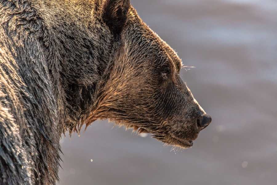 Wide, fur. Wildlife photograph by Raman Katari, finalist in the Shoot The Frame Wildlife photography award, January 2016