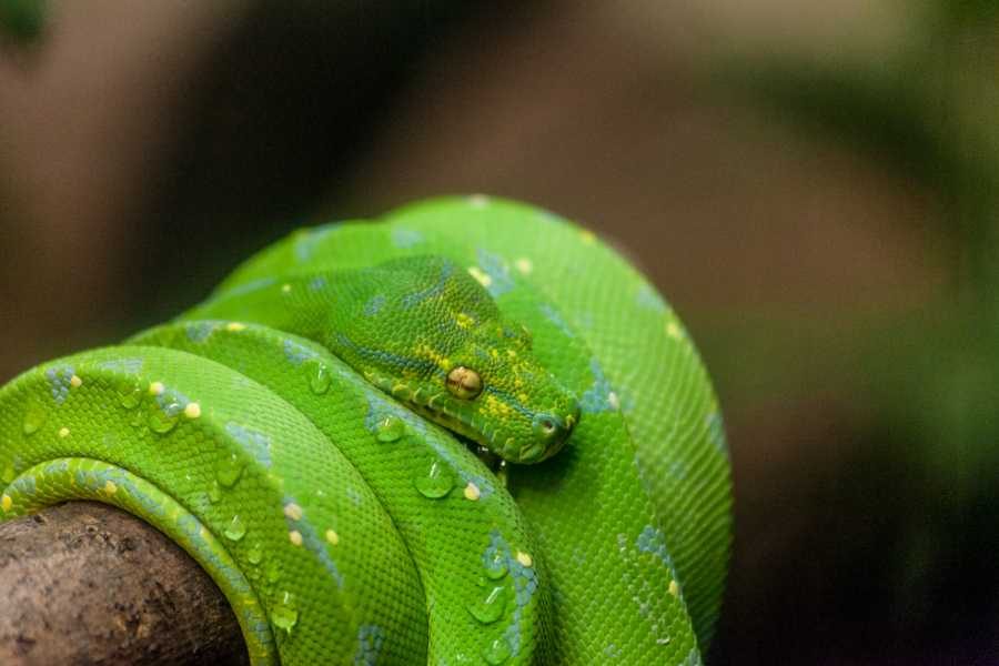 Snake, green, reptiles. Wildlife photograph by Raman Katari, finalist in the Shoot The Frame Wildlife photography award, January 2016