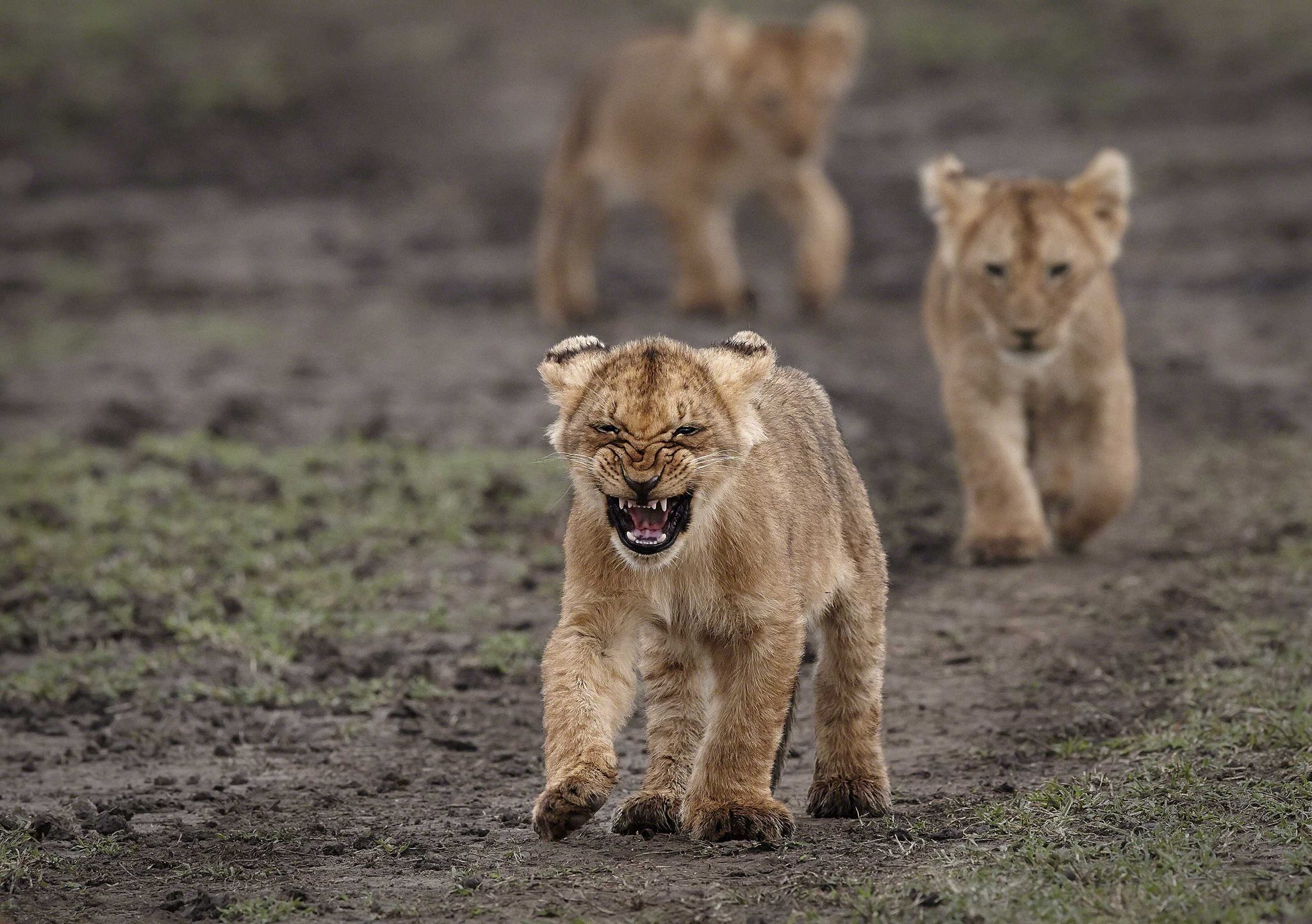Fang, lion, baby, fierce. Wildlife photograph by Andy Howe, finalist in the Shoot The Frame Wildlife photography award, February 2016