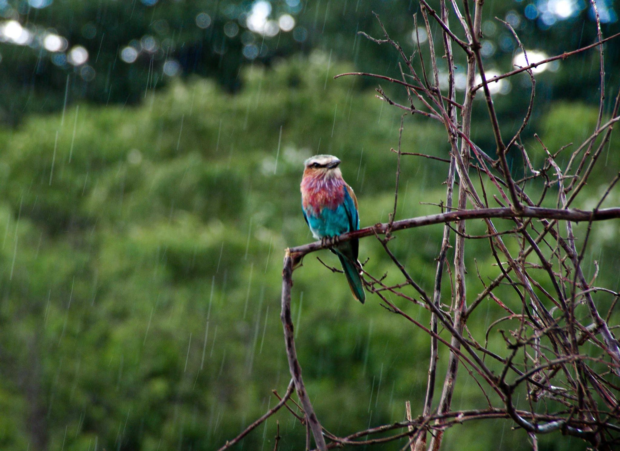 Rain, animals bird, branch. Wildlife photograph by Michael Gabbert, finalist in the Shoot The Frame Wildlife photography award, February 2016