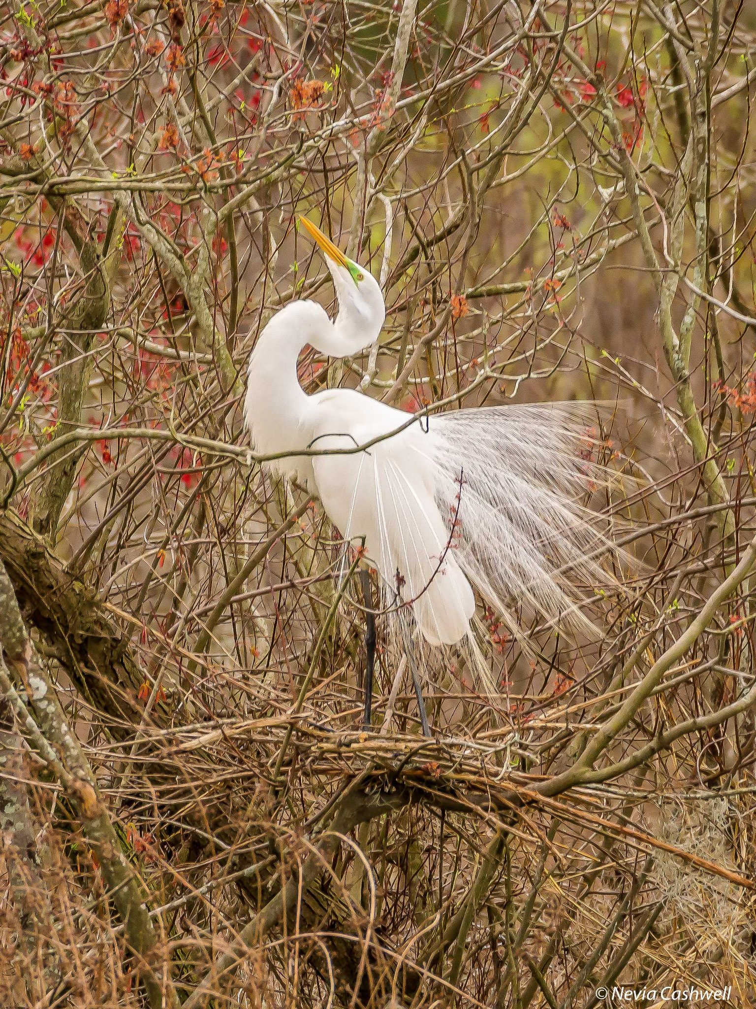 Woods, trees, bird. Wildlife photograph by Nevia Cashwell, finalist in the Shoot The Frame Wildlife photography award, February 2016