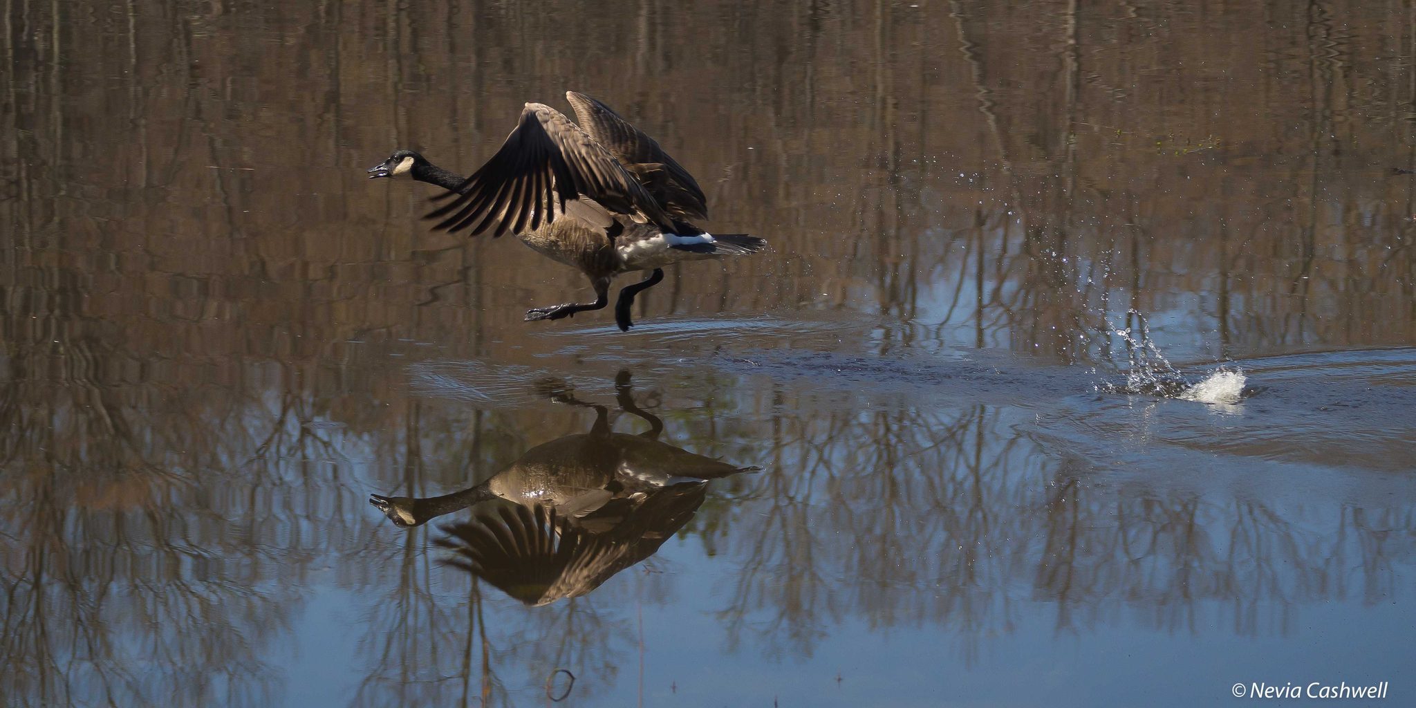 Water, bird, wings. Wildlife photograph by Nevia Cashwell, finalist in the Shoot The Frame Wildlife photography award, February 2016