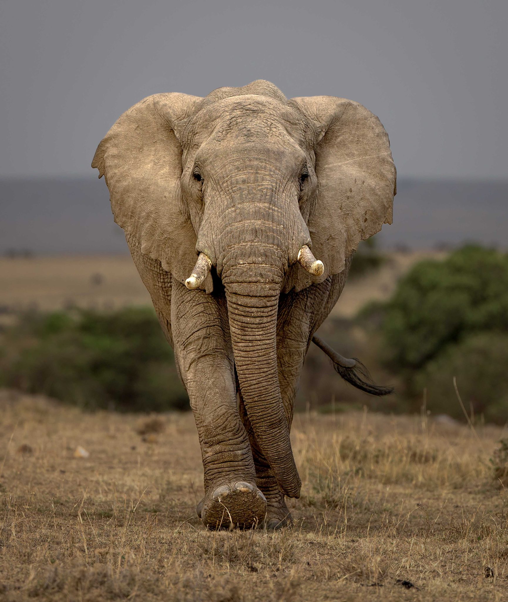 Elephant, trunk, ears. Wildlife photograph by Andy Howe, finalist in the Shoot The Frame Wildlife photography award, March 2016