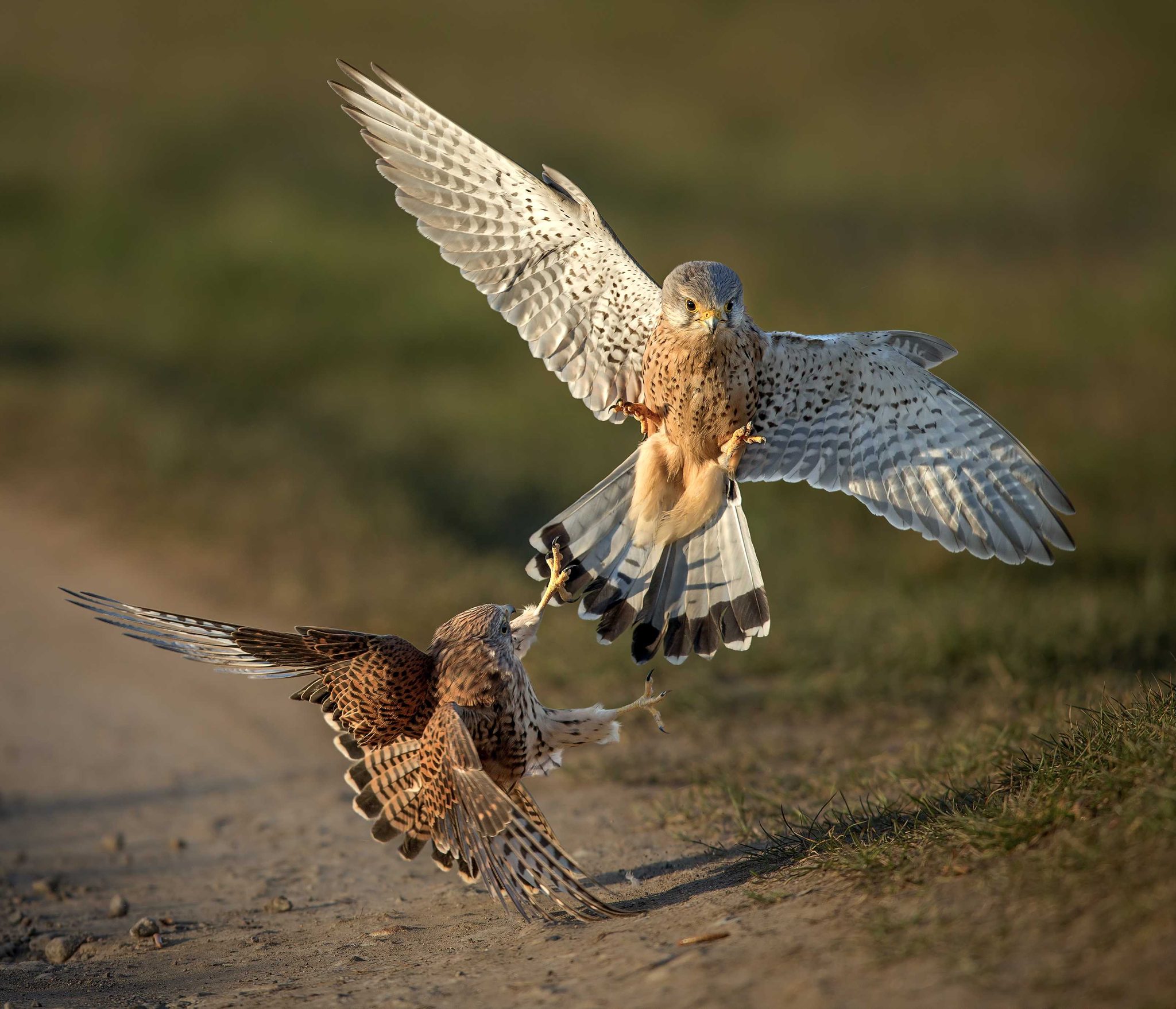Owl, bird. Wildlife photograph by Andy Howe, finalist in the Shoot The Frame Wildlife photography award, March 2016