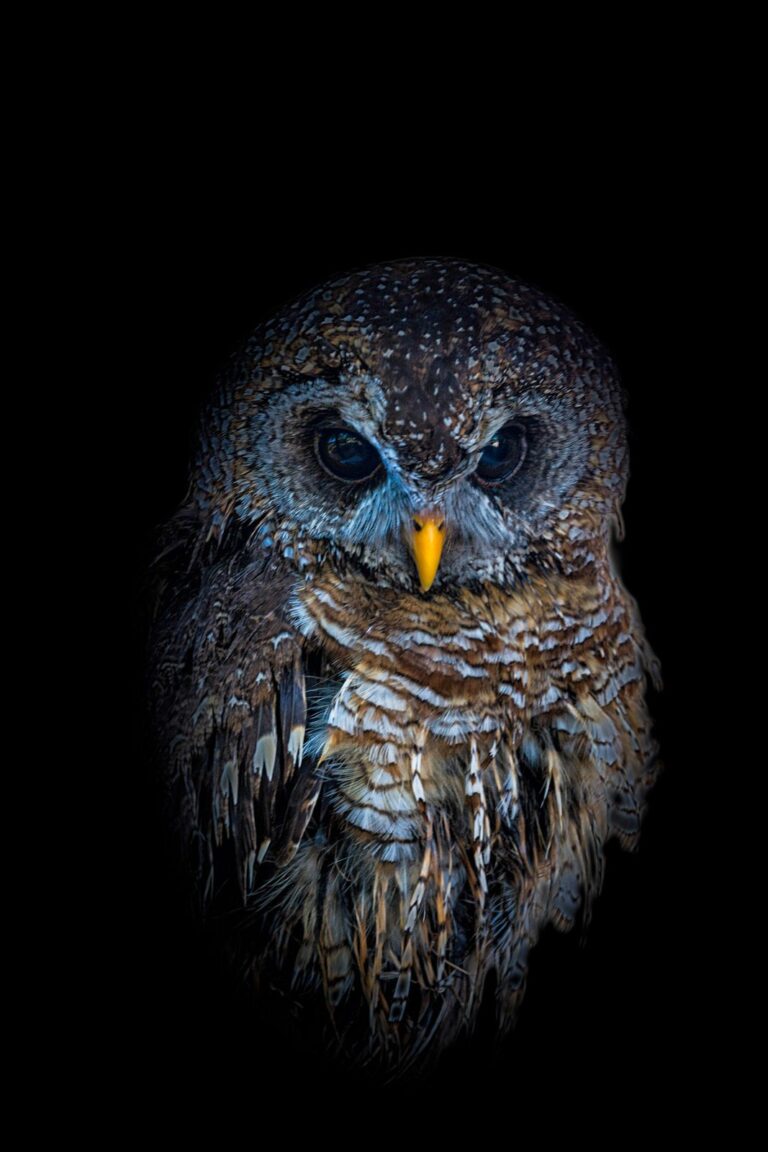 Owl, fierce. Wildlife photograph by Alan Jonker, finalist in the Shoot The Frame Wildlife photography award, April 2016
