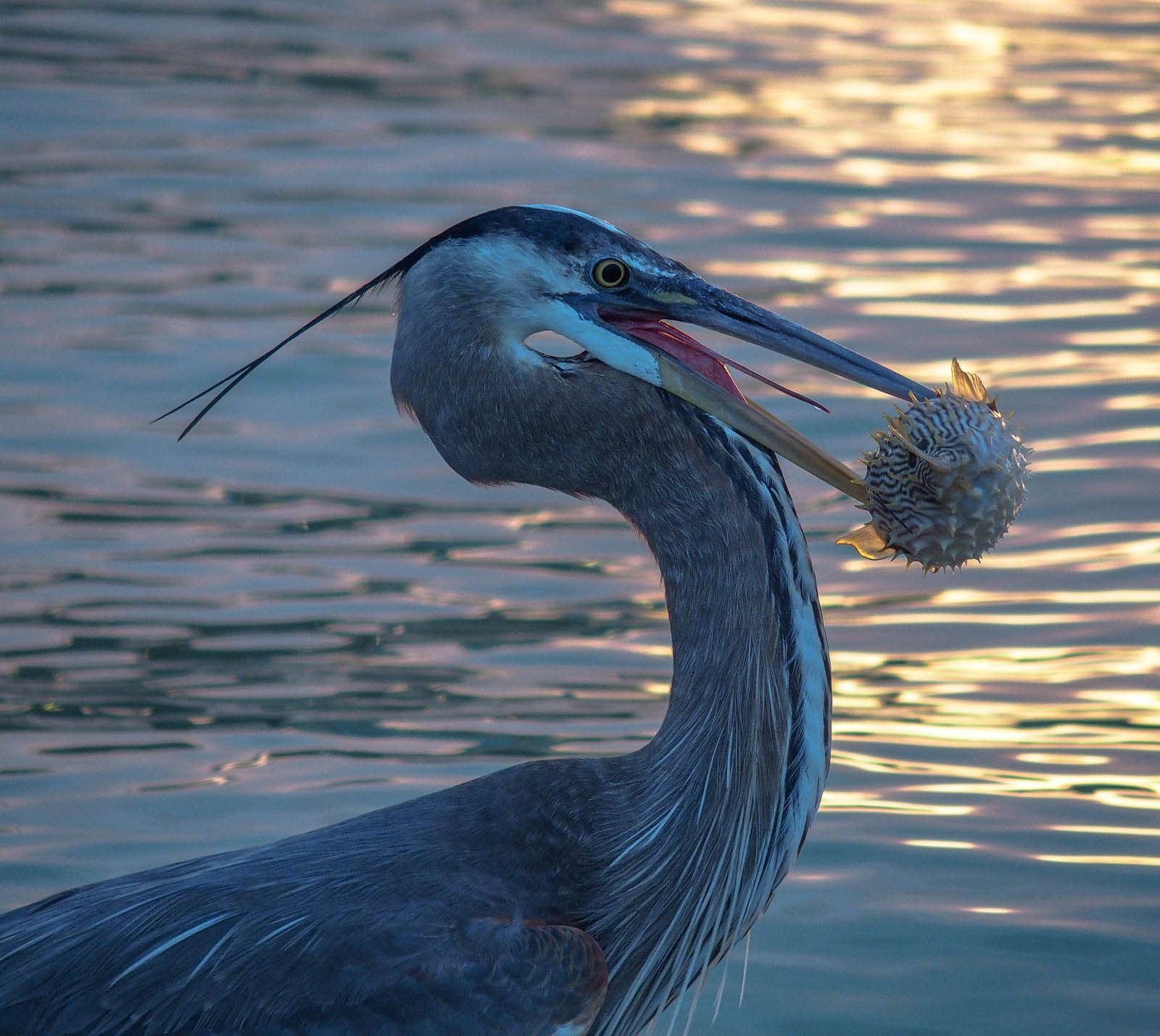 Herons, fish, water. Wildlife photograph by Michael Gabbert, finalist in the Shoot The Frame Wildlife photography award, April 2016