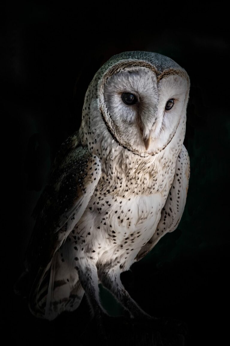 Owl, bird. Wildlife photograph by Alan Jonker, finalist in the Shoot The Frame Wildlife photography award, May 2016