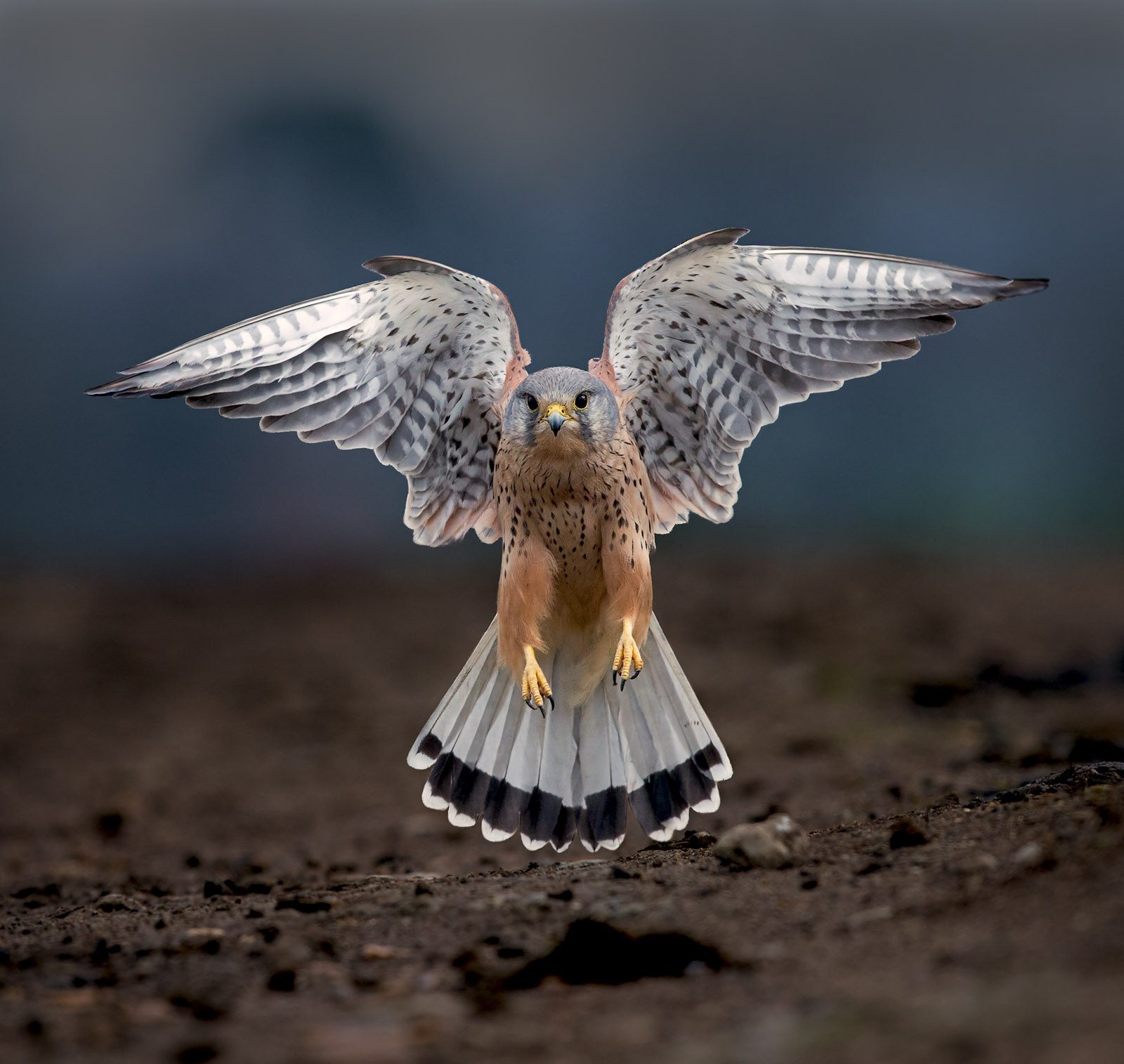 Bird, fly. Wildlife photograph by Andy Howe, winner of the Shoot The Frame Wildlife photography award, May 2016