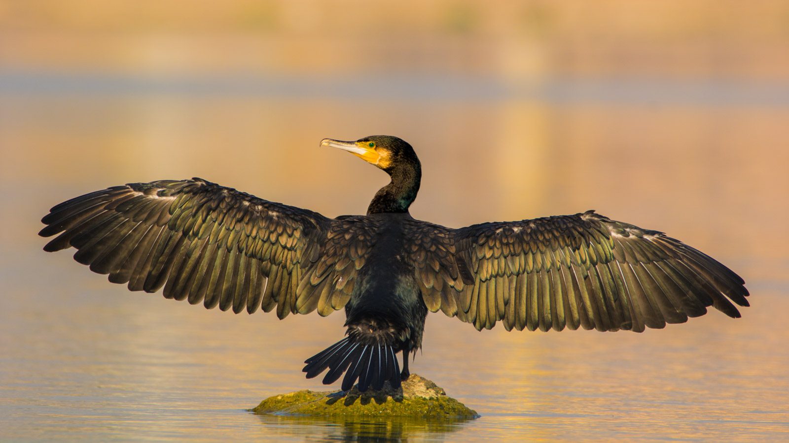 Bird, standing, rock, water. Wildlife photograph by K. Moses Manobhilash, finalist in the Shoot The Frame Wildlife photography award, June 2016