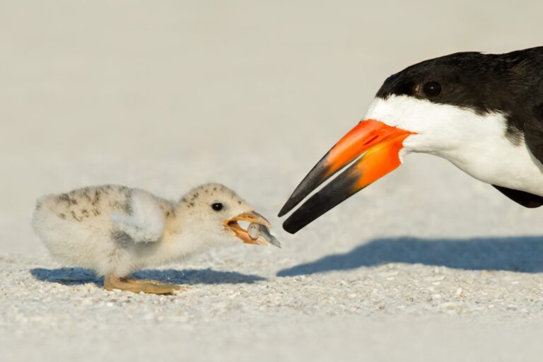 Mom and baby bird, hungry, feeding, care. Wildlife photograph by Thomas Chadwick, finalist in the Shoot The Frame Wildlife photography award, June 2016