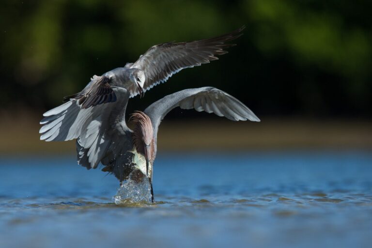 Birds, catching food, fish, water. Wildlife photograph by Thomas Chadwick, finalist in the Shoot The Frame Wildlife photography award, June 2016