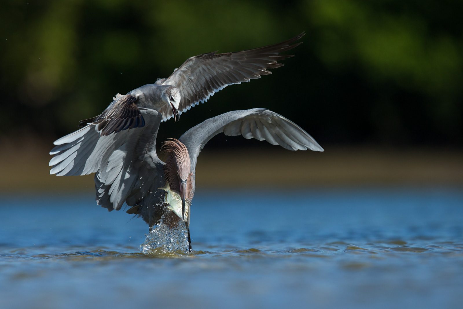 Birds, catching food, fish, water. Wildlife photograph by Thomas Chadwick, finalist in the Shoot The Frame Wildlife photography award, June 2016