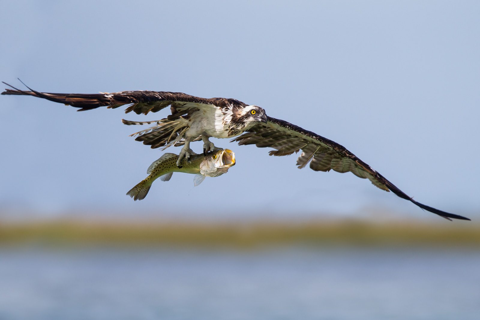 Eagle, fly, food. Wildlife photograph by Thomas Chadwick, winner of the Shoot The Frame Wildlife photography award, June 2016