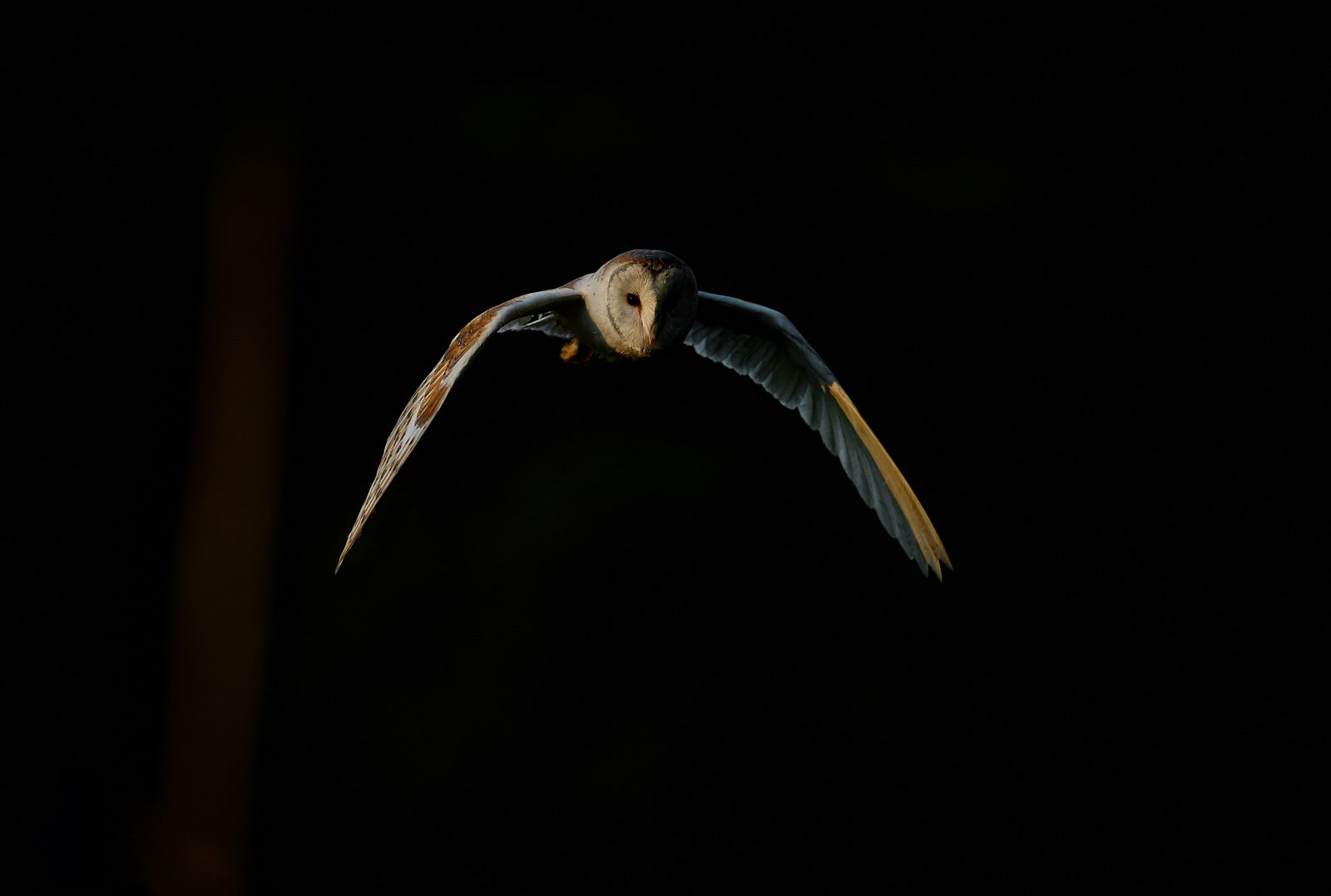 Owl, white, flying. Wildlife photograph by Andy Howe, finalist in the Shoot The Frame Wildlife photography award, July 2016